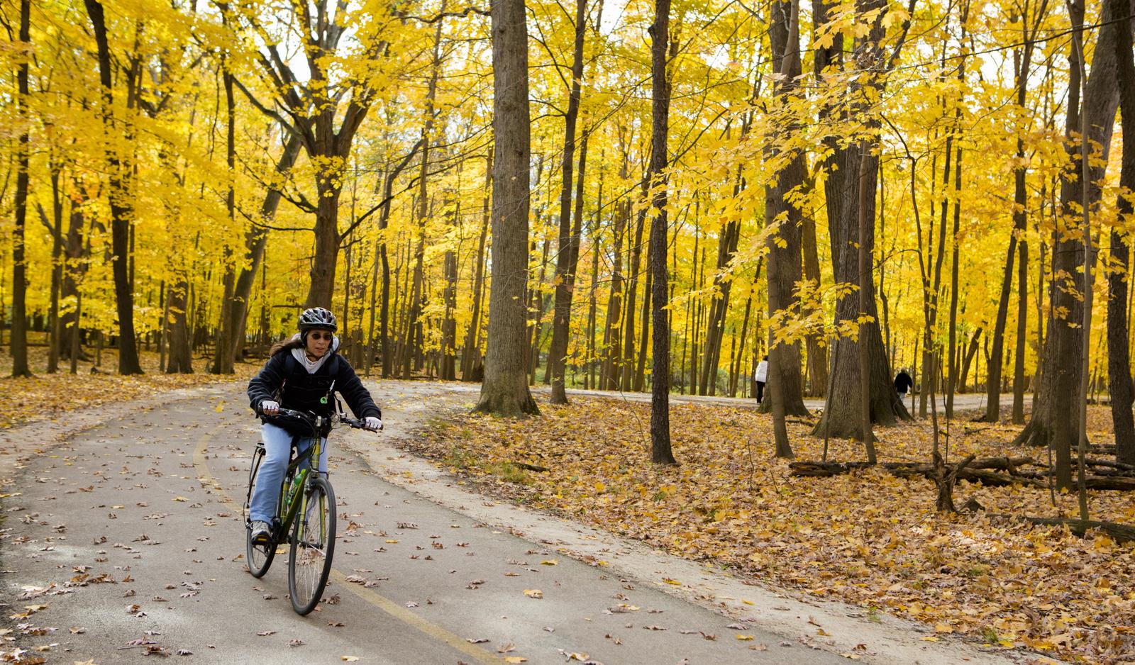 Person cycling on a paved path through a vibrant yellow autumn forest.