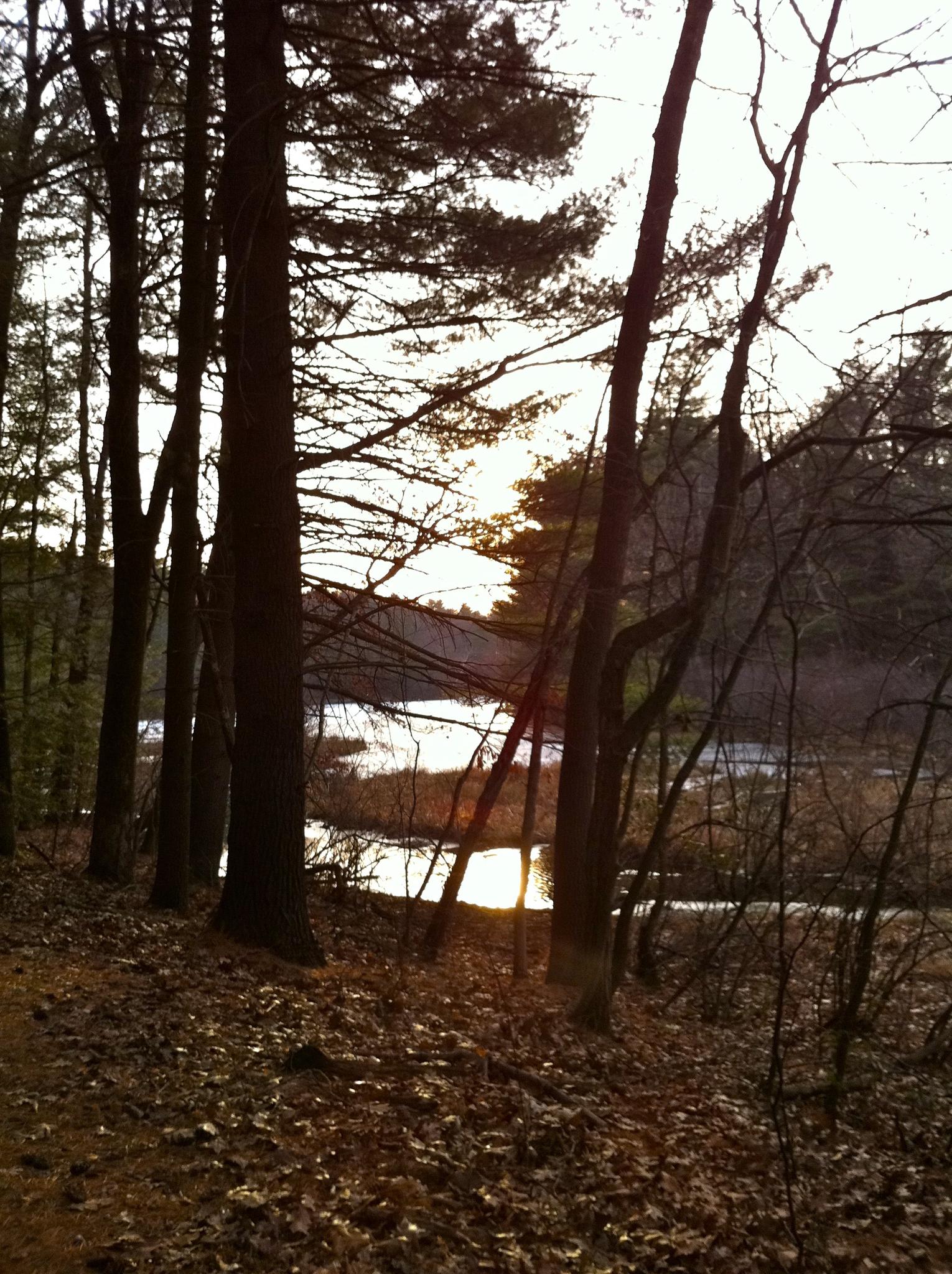 Sunlight reflects on a lake through silhouetted trees in a dense forest.