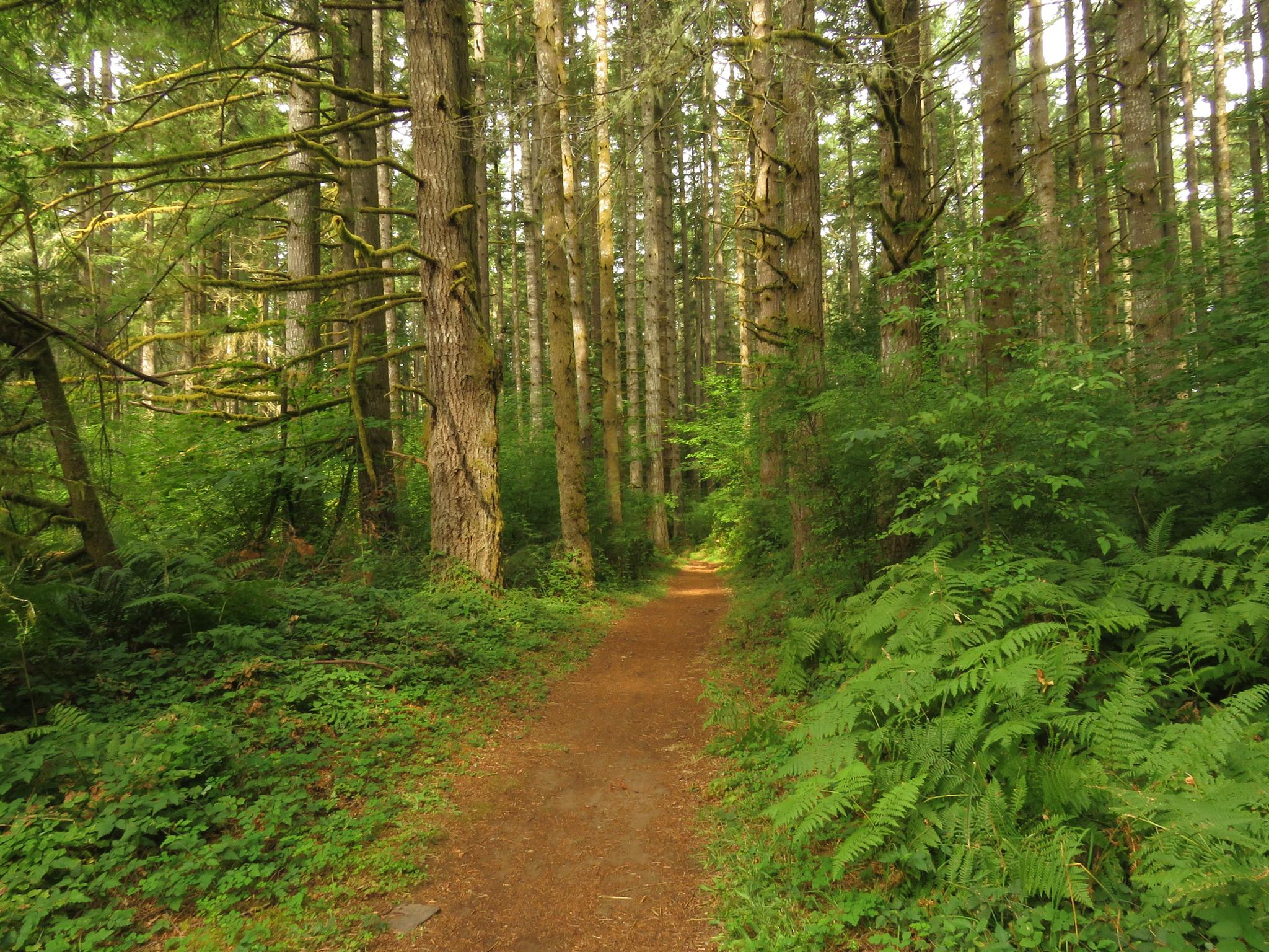 A sun-dappled dirt path winding through a dense, green forest.
