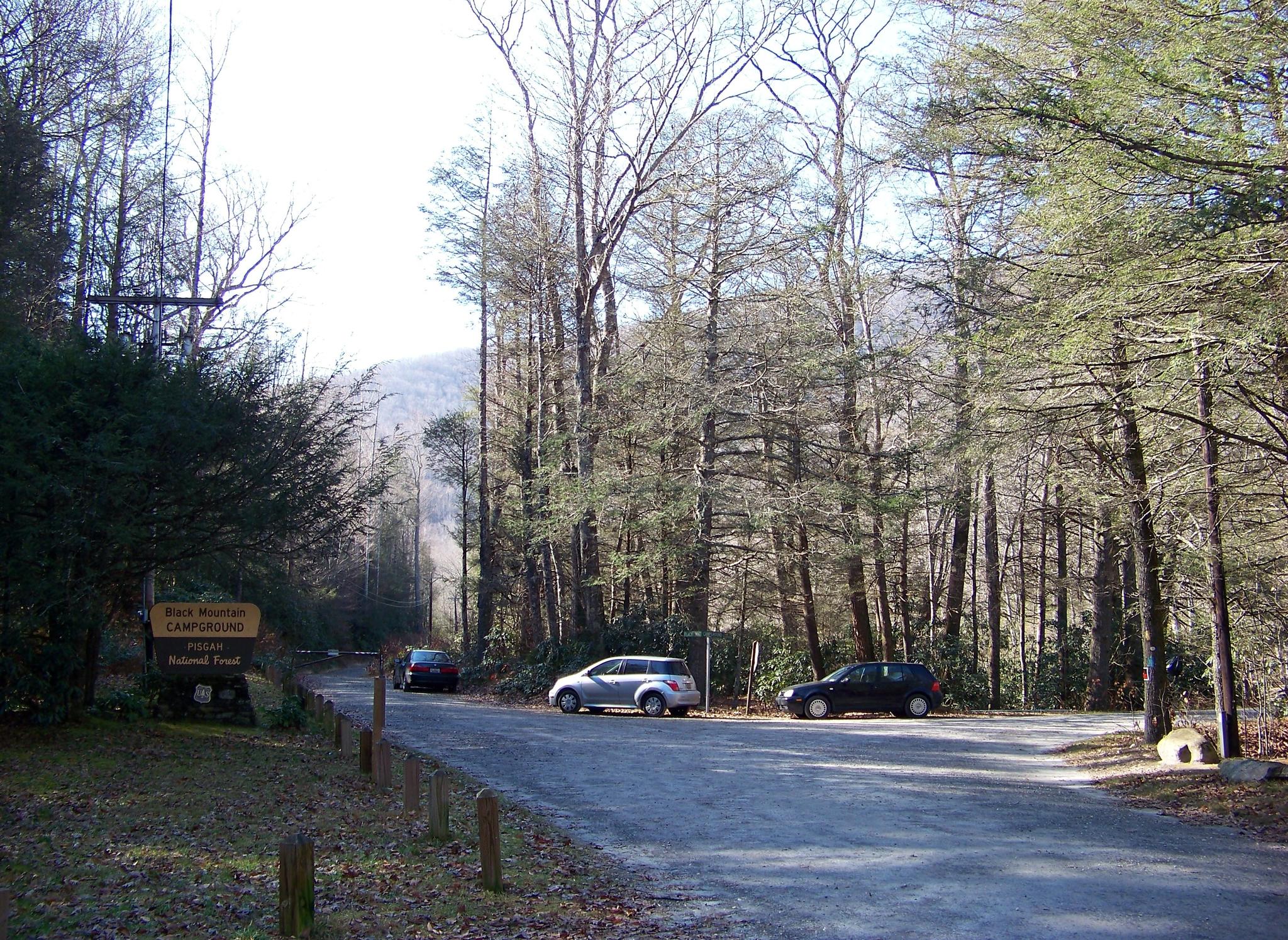 Cars parked on a paved road surrounded by tall, bare trees.