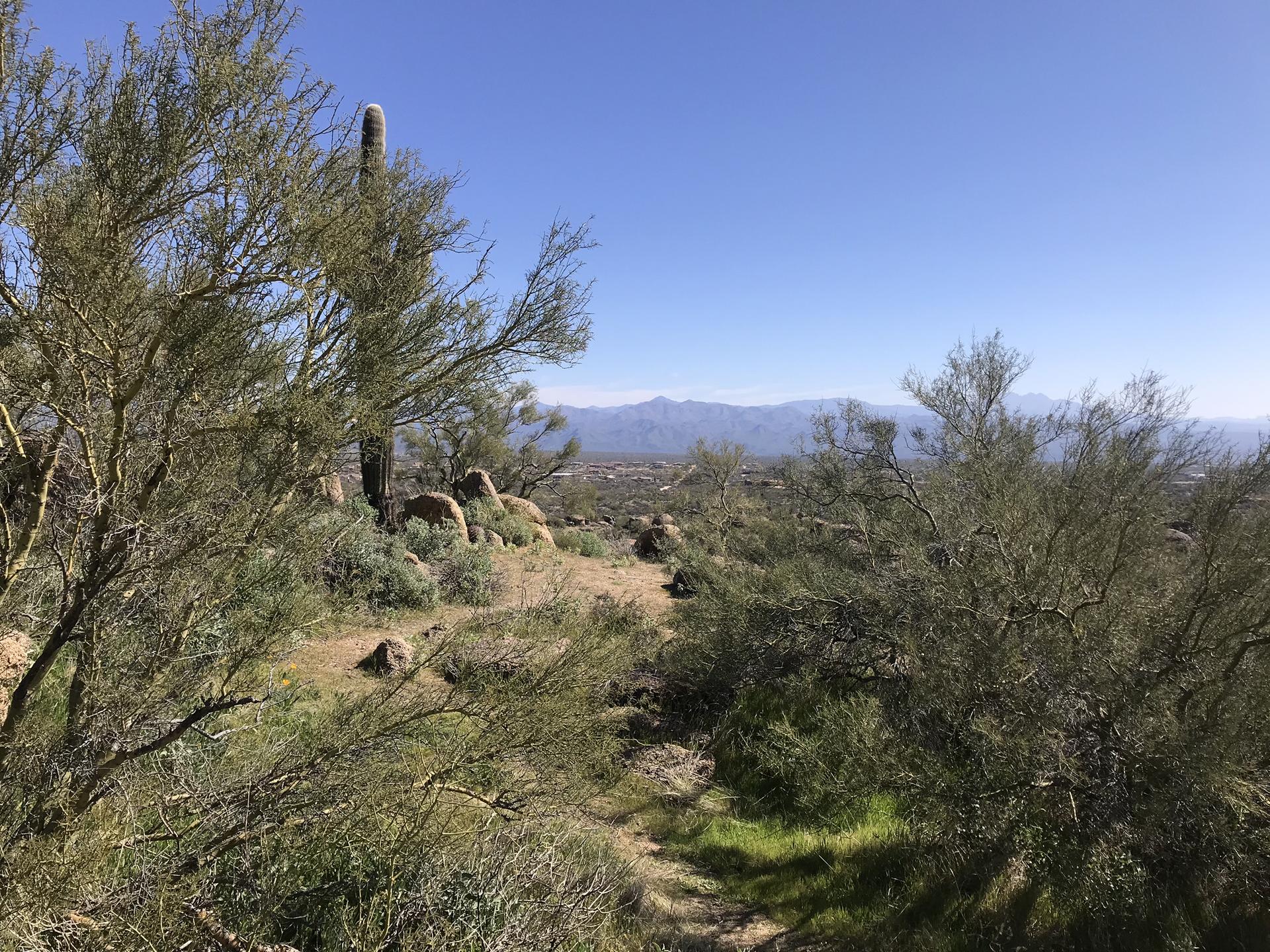 Sunny desert trail winding through bushes with distant mountains under clear sky.