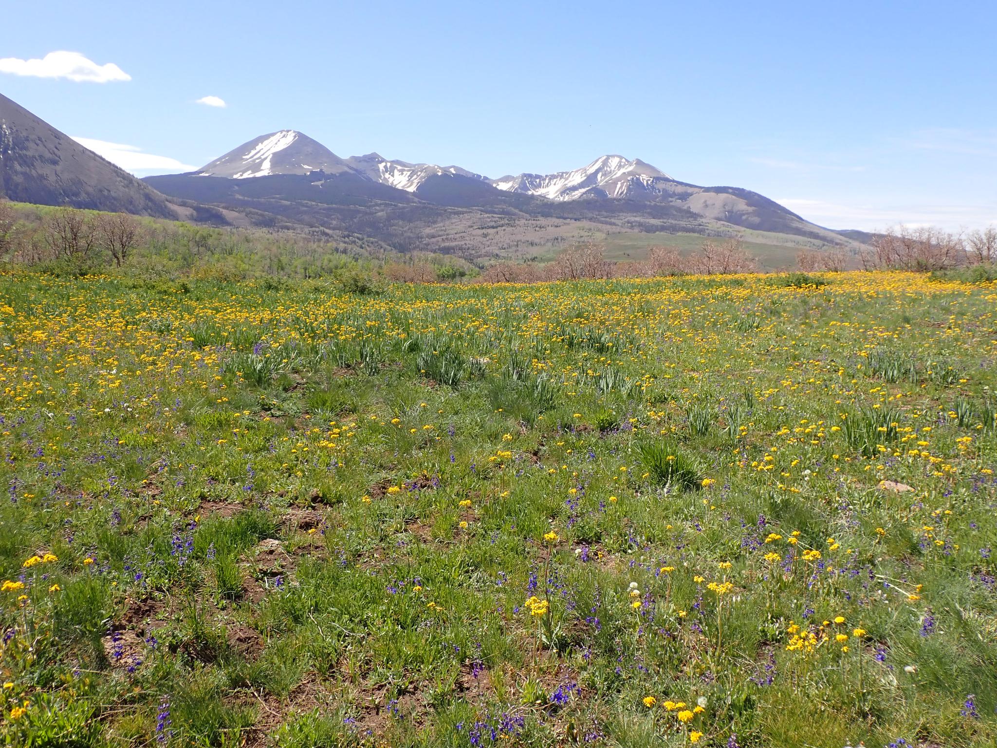 A vibrant meadow of yellow wildflowers with distant snow-capped mountains.