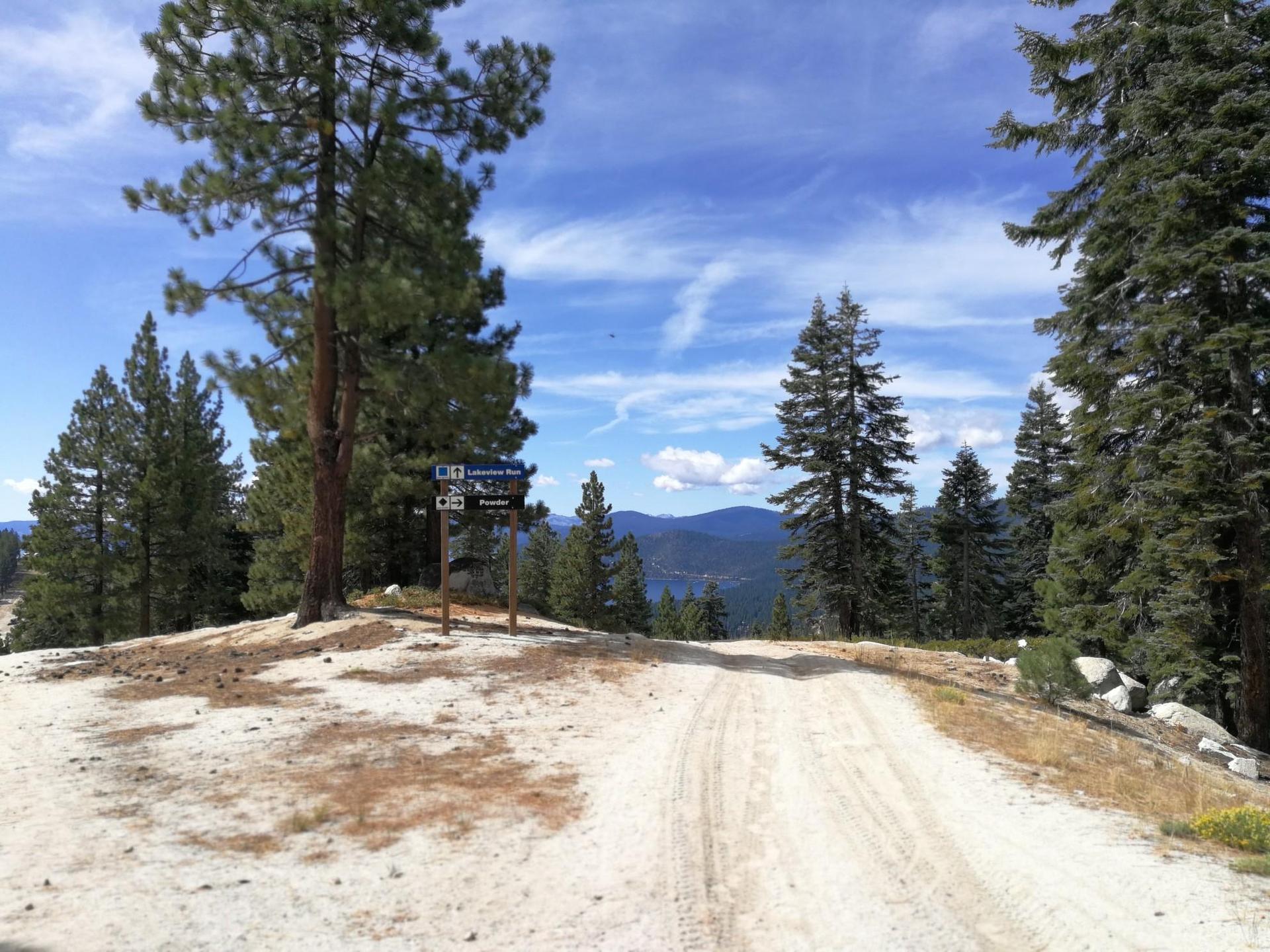 Dirt road on a sunny hilltop with pine trees and distant mountains.