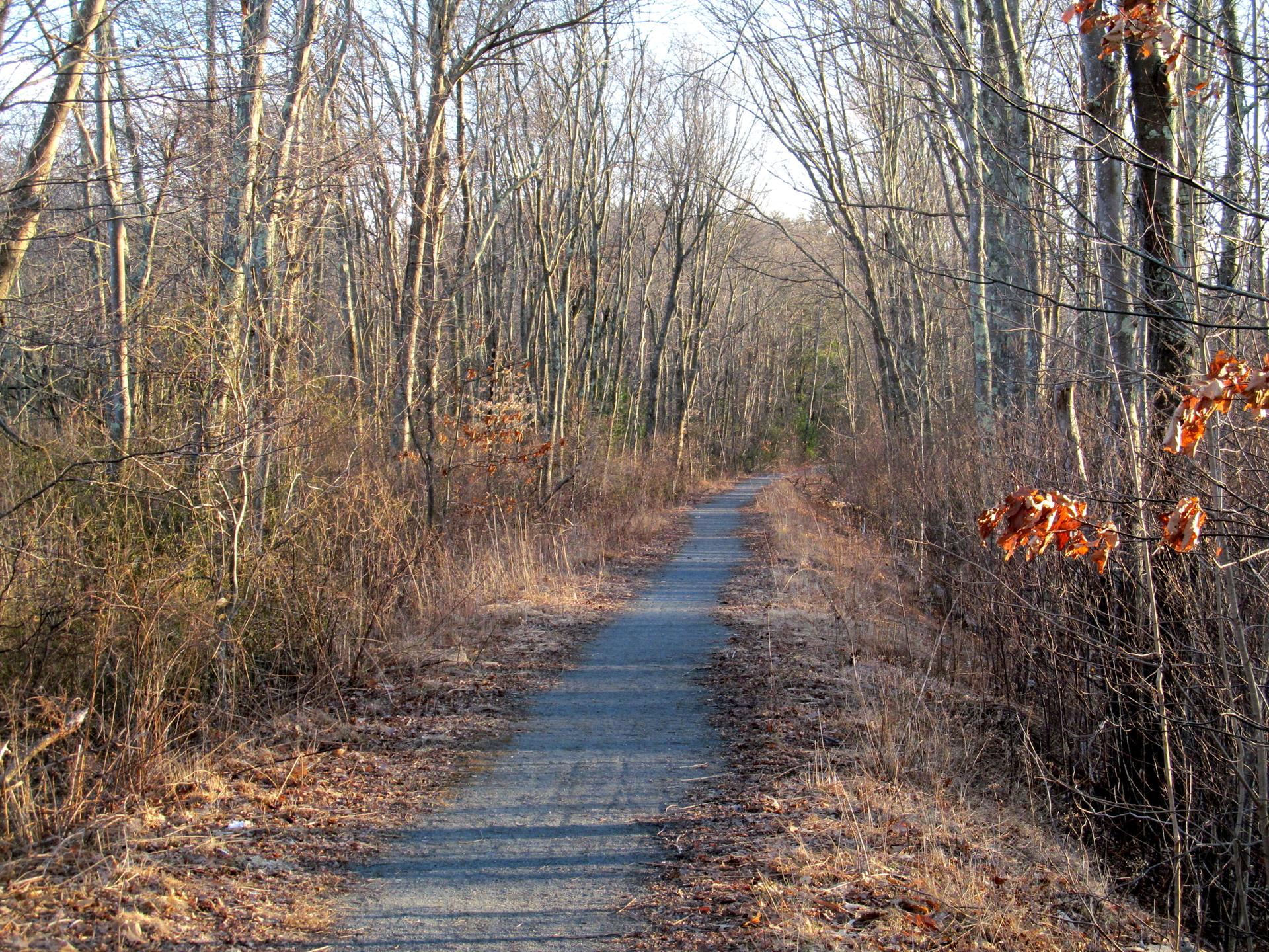 A paved path stretches through a sun-dappled forest of leafless trees.