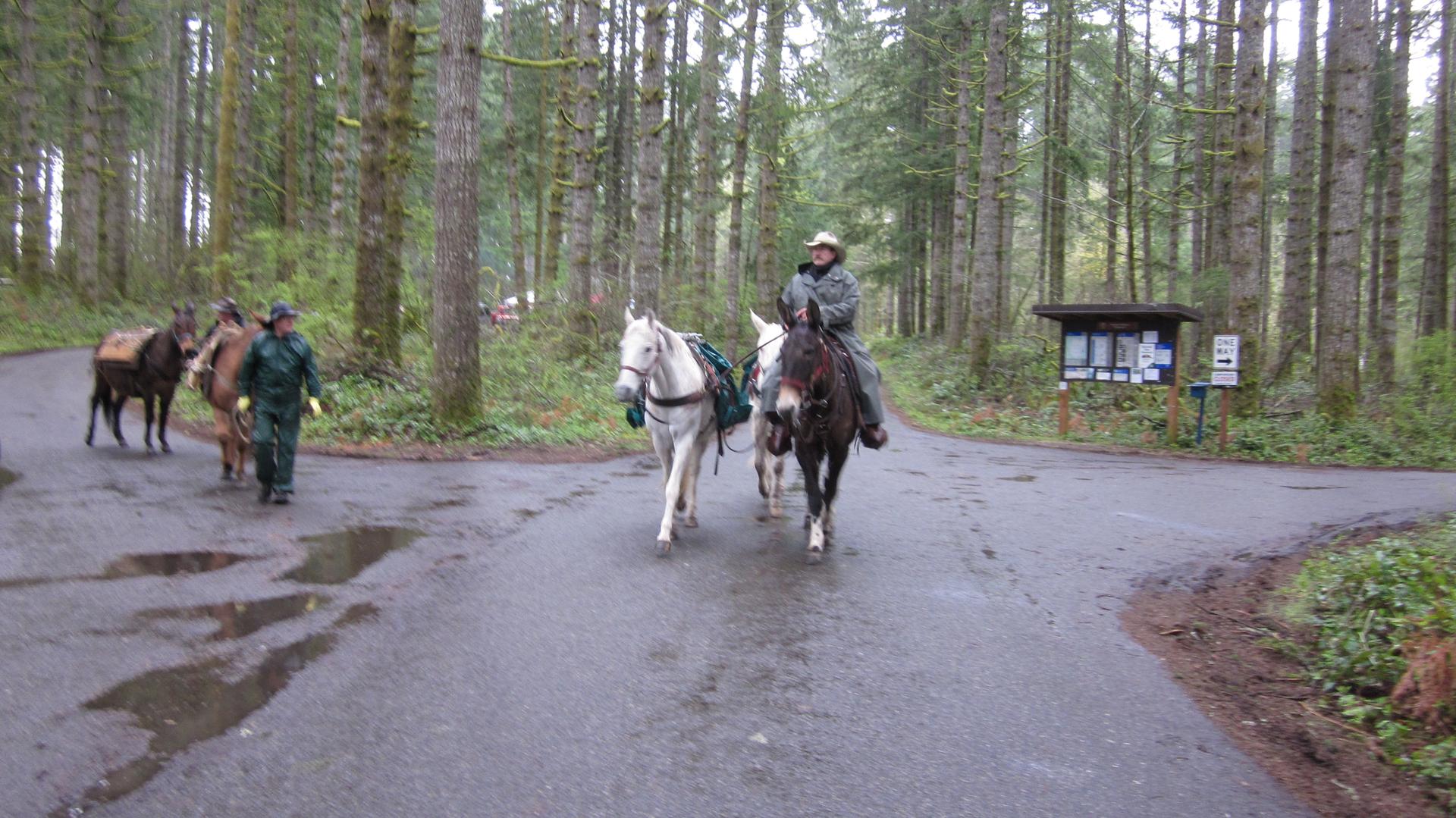 People ride horses and walk with mules on a paved road in a tall forest.