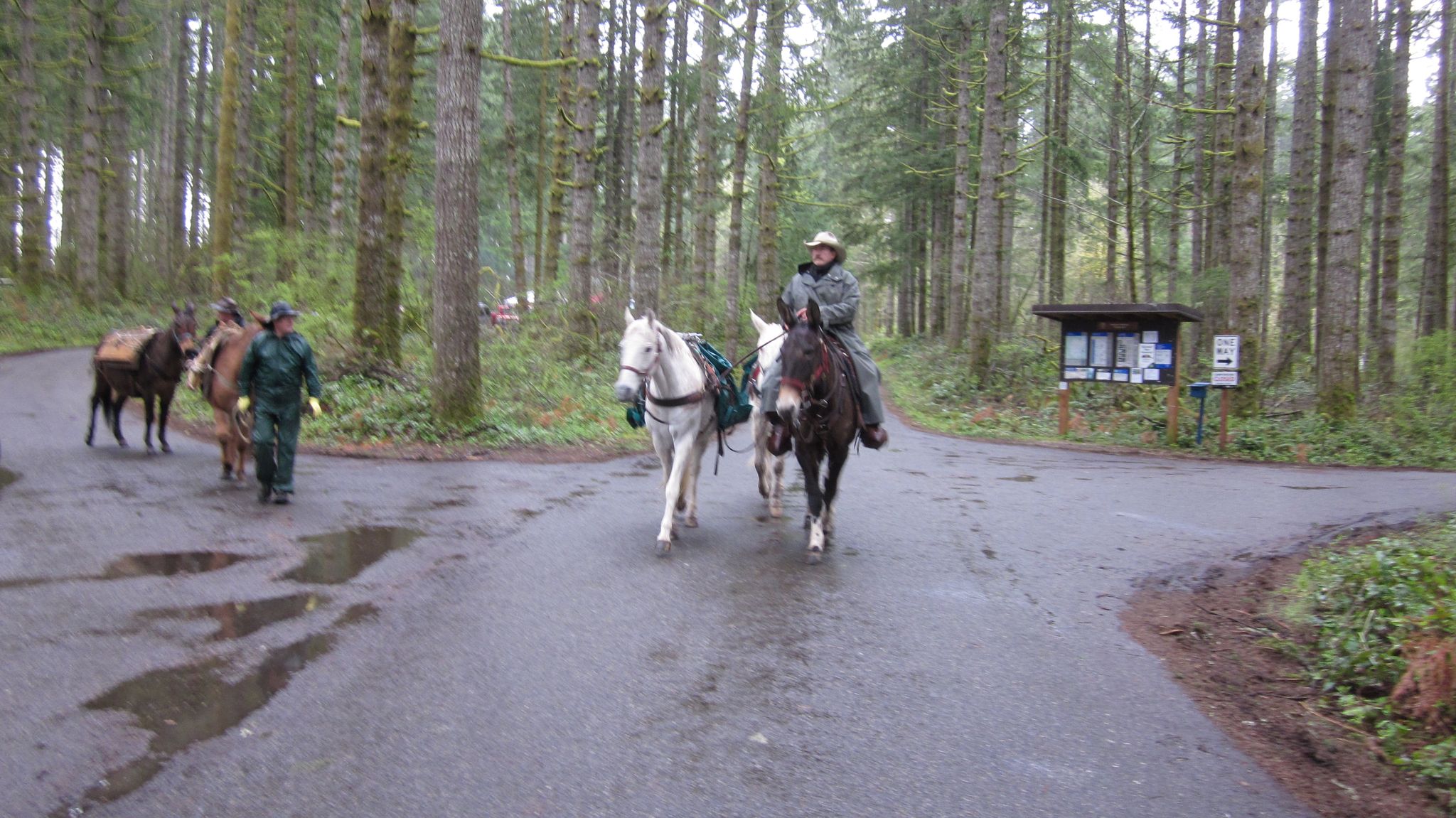 People ride horses and walk with mules on a paved road in a tall forest. - Margaret McKenny Campground – Capitol State Forest loop from Margaret McKenny Campground