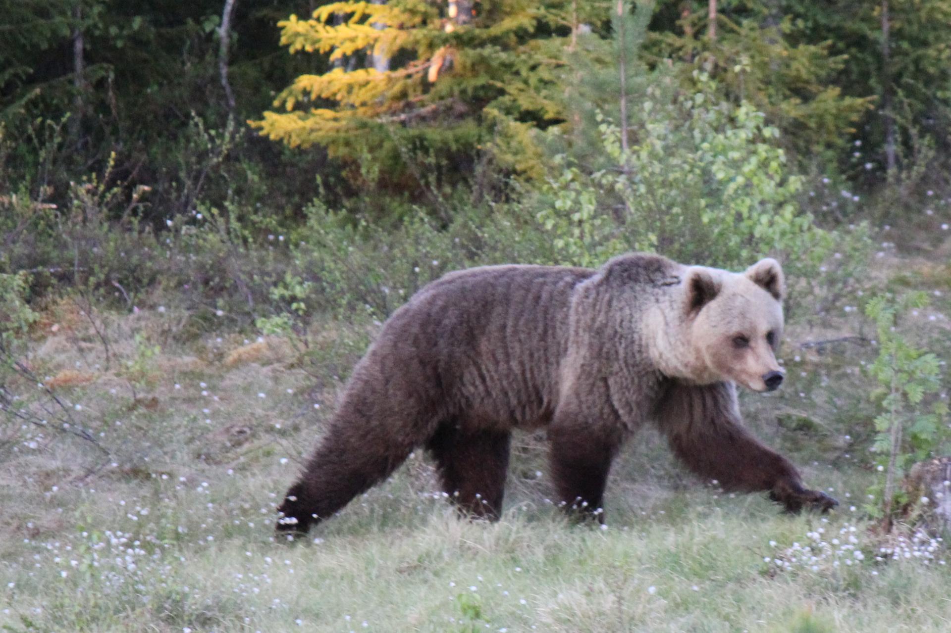 A large brown bear walks through a sunlit, grassy forest clearing.