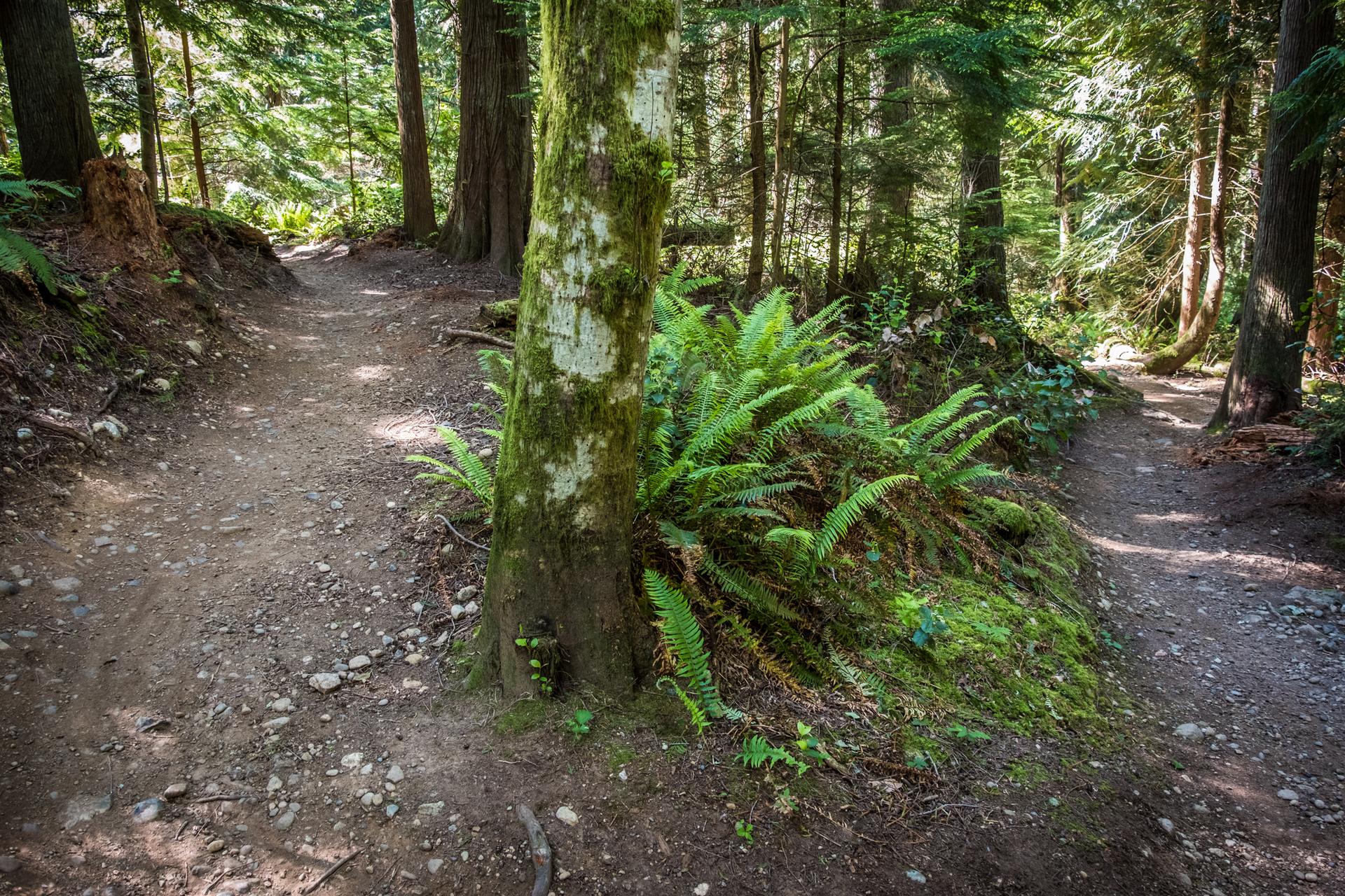 A dirt trail forks around a mossy tree and ferns in a sunny forest.