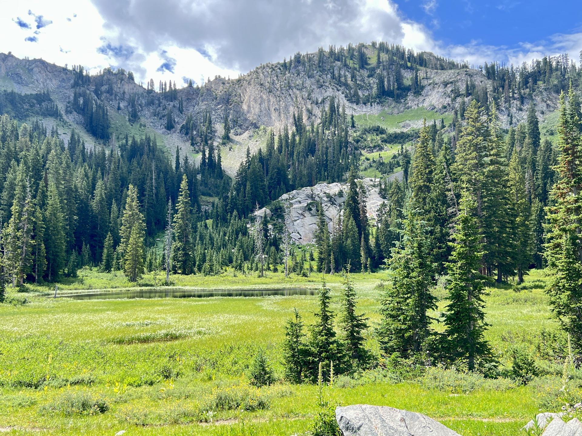 Vibrant green meadow, still lake, dense pine forest, and rocky mountains.
