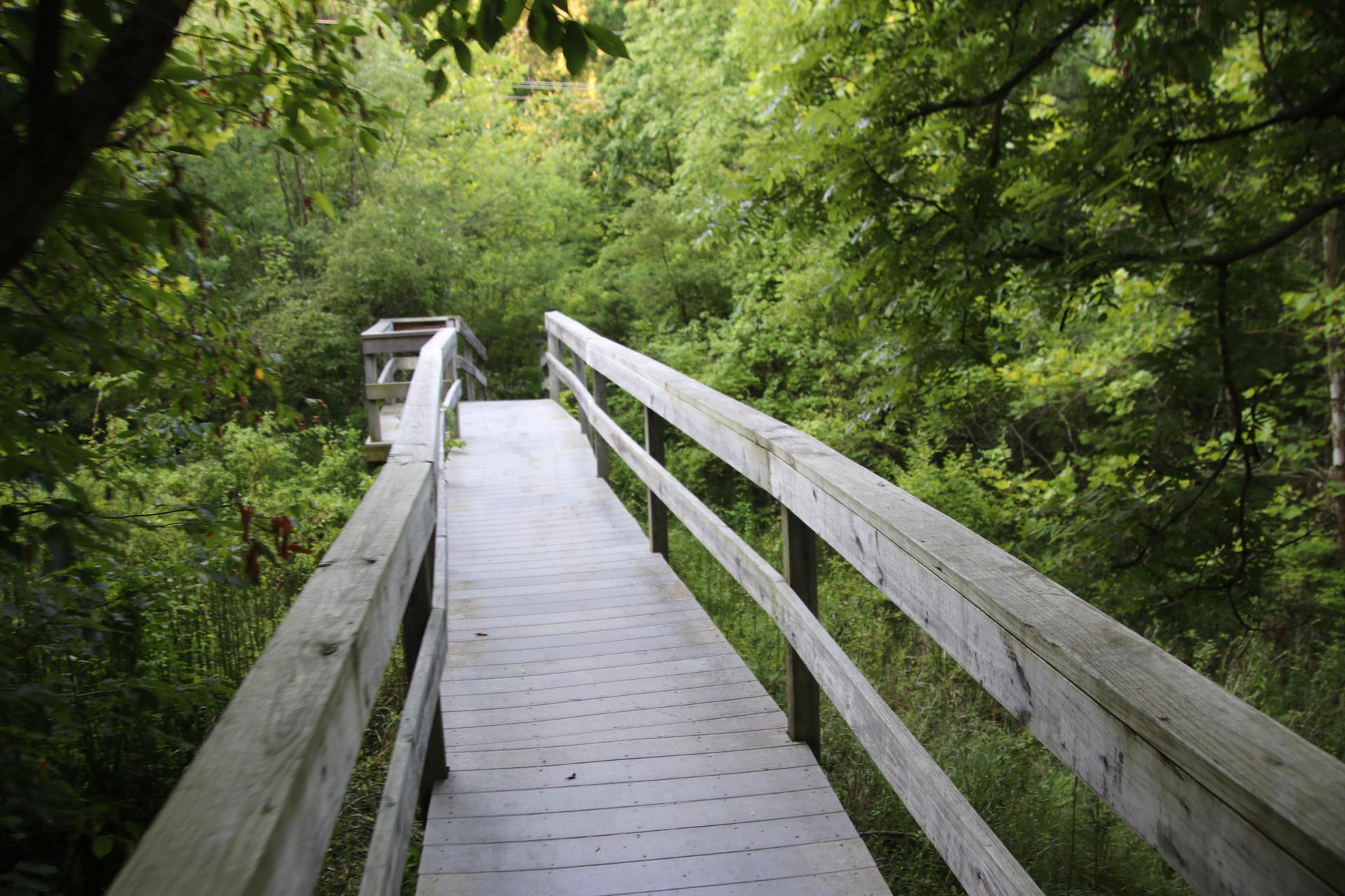 A long wooden boardwalk bridge extends through a lush green forest.