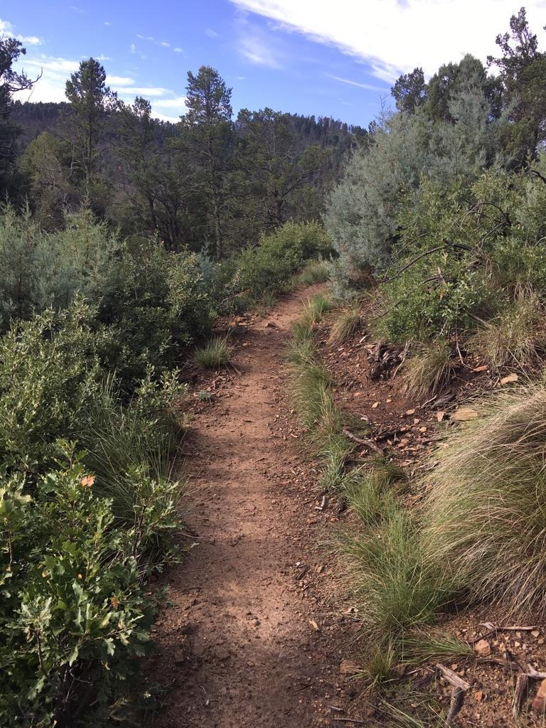 A sunny dirt trail winds through green bushes and trees.