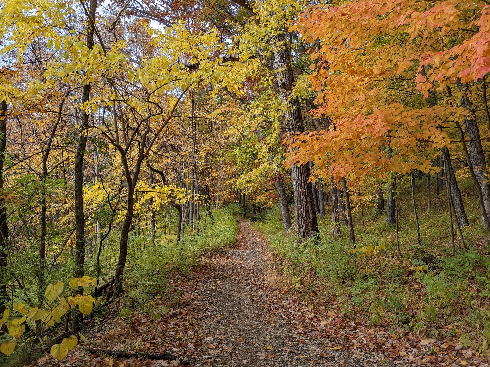 A winding dirt path through a forest with colorful autumn foliage.