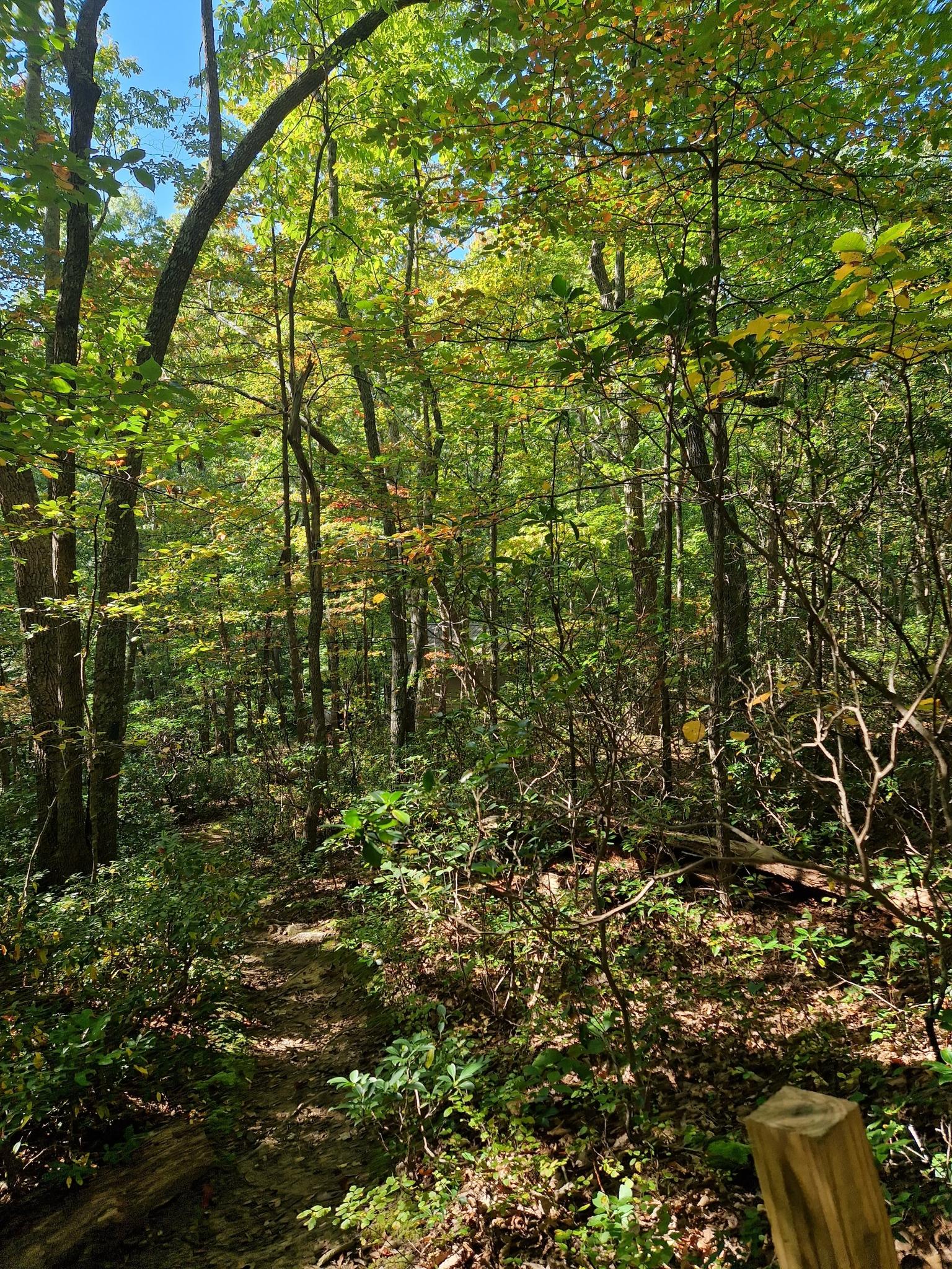 Narrow dirt trail winding through a dense green forest on a sunny day.