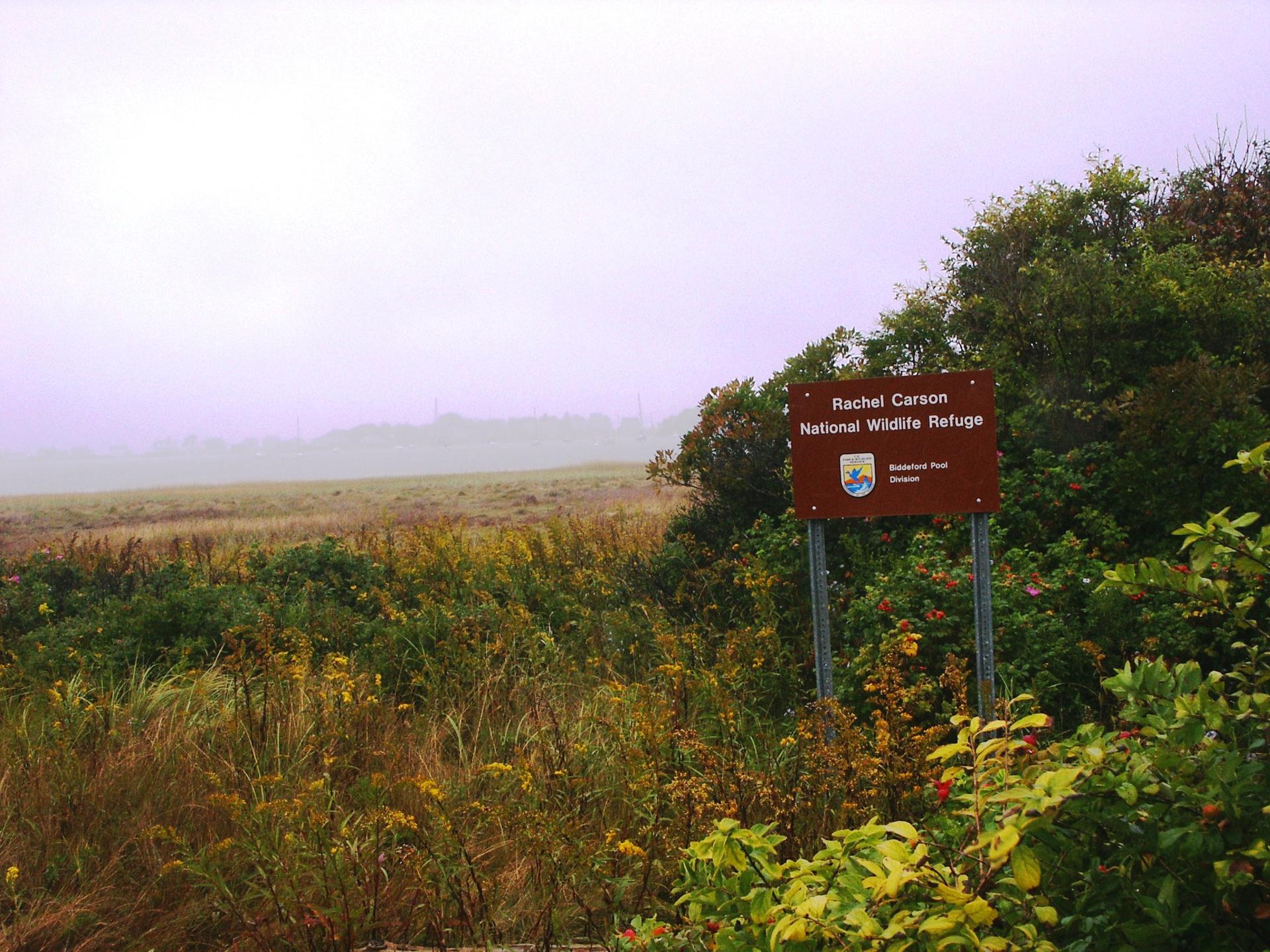 Brown sign in a foggy, grassy field with dense bushes.