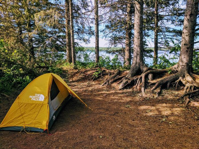 Yellow tent pitched in a forest campsite with exposed tree roots near a lake.