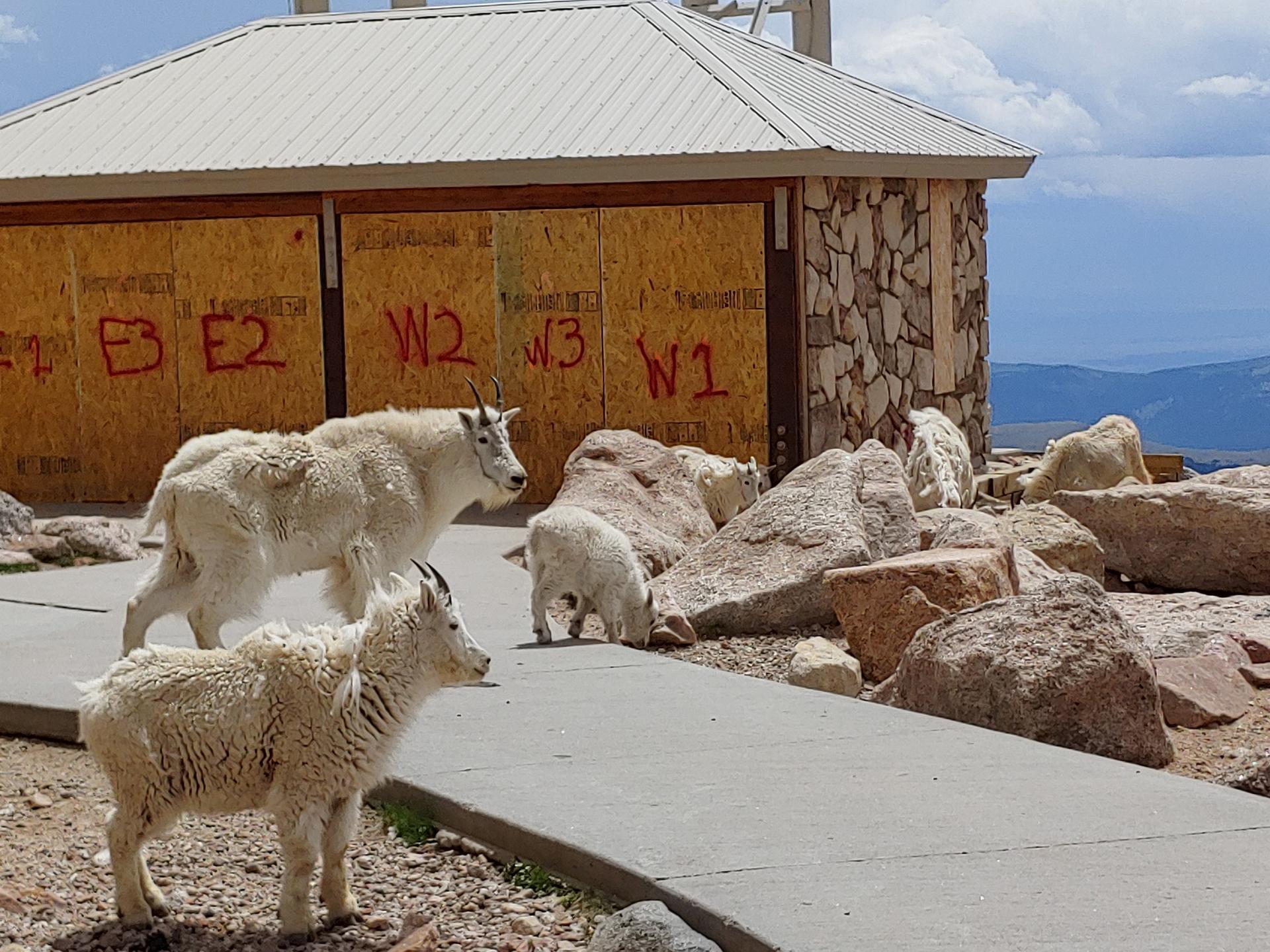 Several mountain goats near a building on a rocky, sunny day.