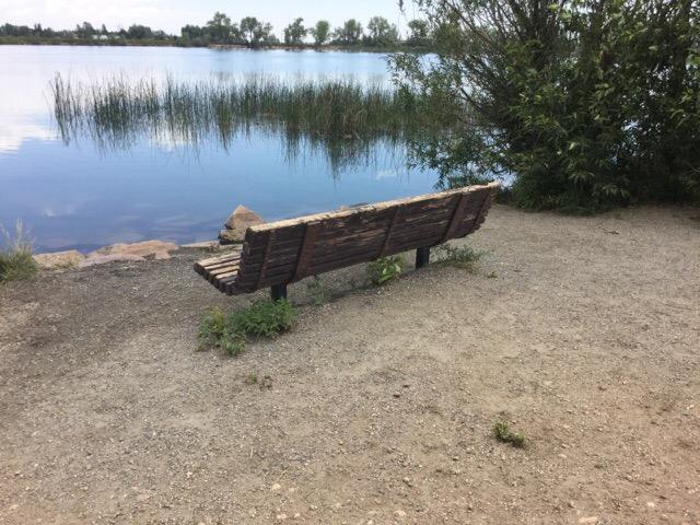 Empty wooden bench beside a calm lake with tall reeds and green bushes.