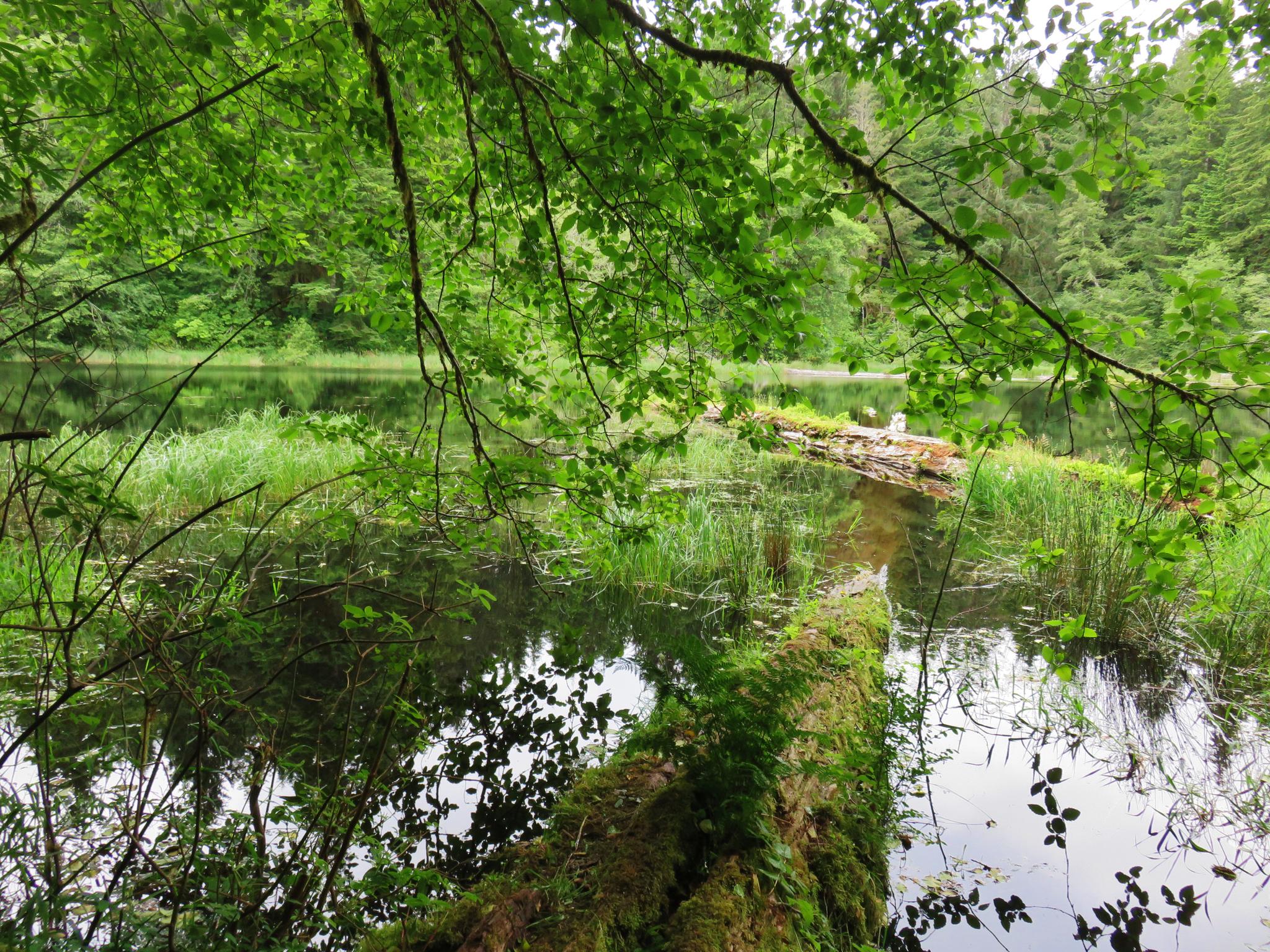 A calm lake with a mossy fallen log and lush green foliage.