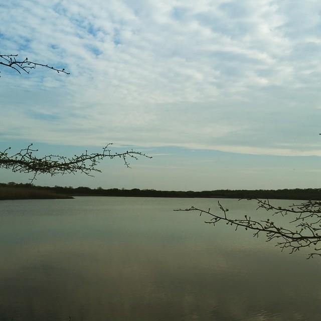 Bare tree branches frame a calm lake under a cloudy sky.