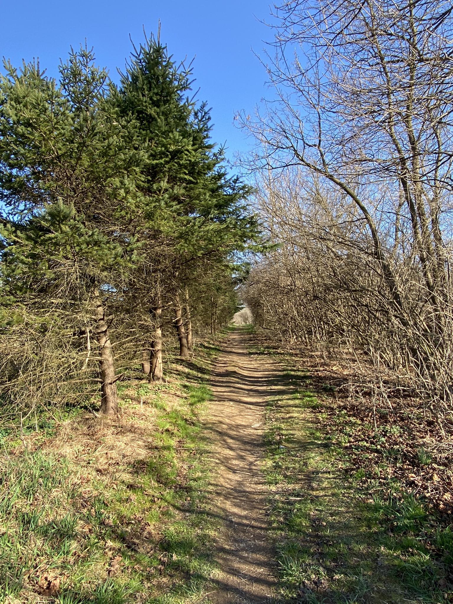 A sunlit dirt path winds between evergreen and bare trees on a clear day.