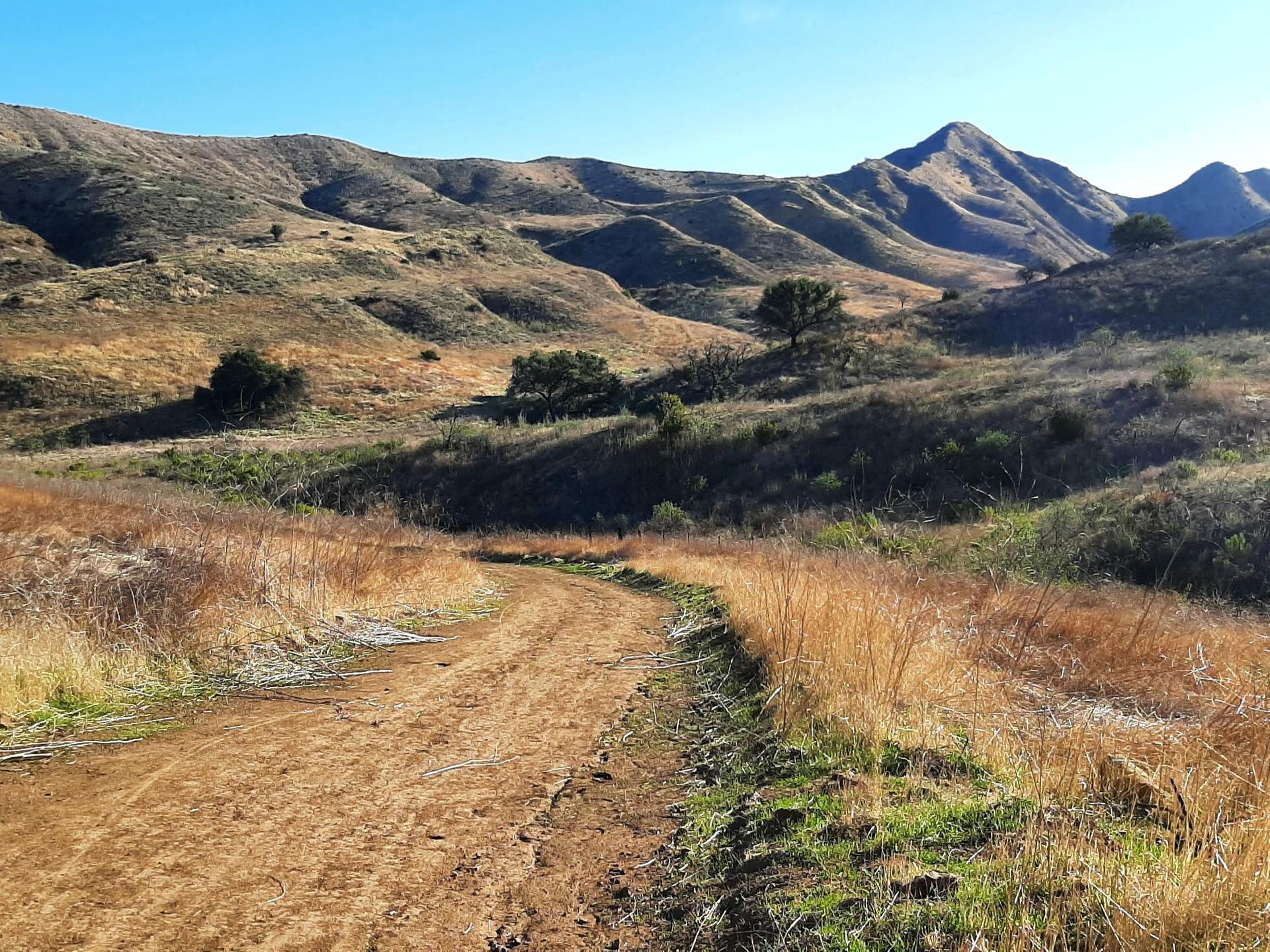Dirt road winding through dry, grassy hills with scattered trees. Bright sun.