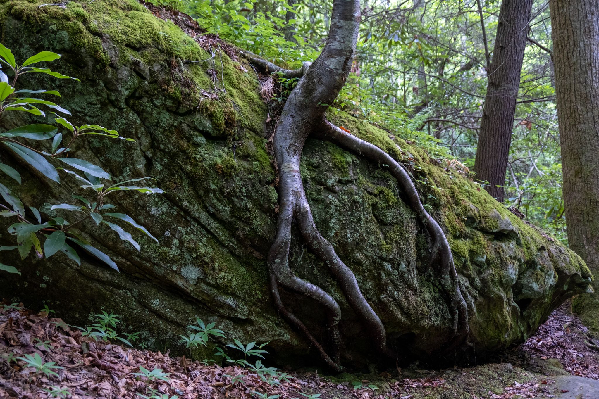 Tree roots gripping a large moss-covered rock in a lush forest. - Big South Fork: IMBA Loop