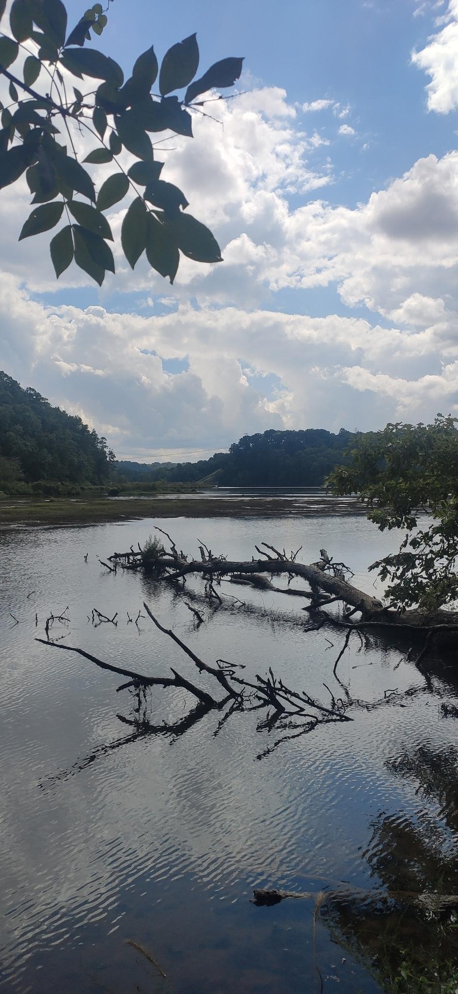 Calm river with fallen branches under a partly cloudy sky, framed by leaves.