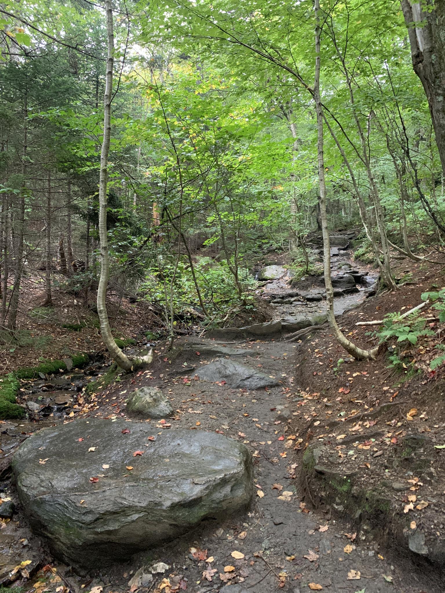 A winding, rocky forest path with a small stream running alongside it.
