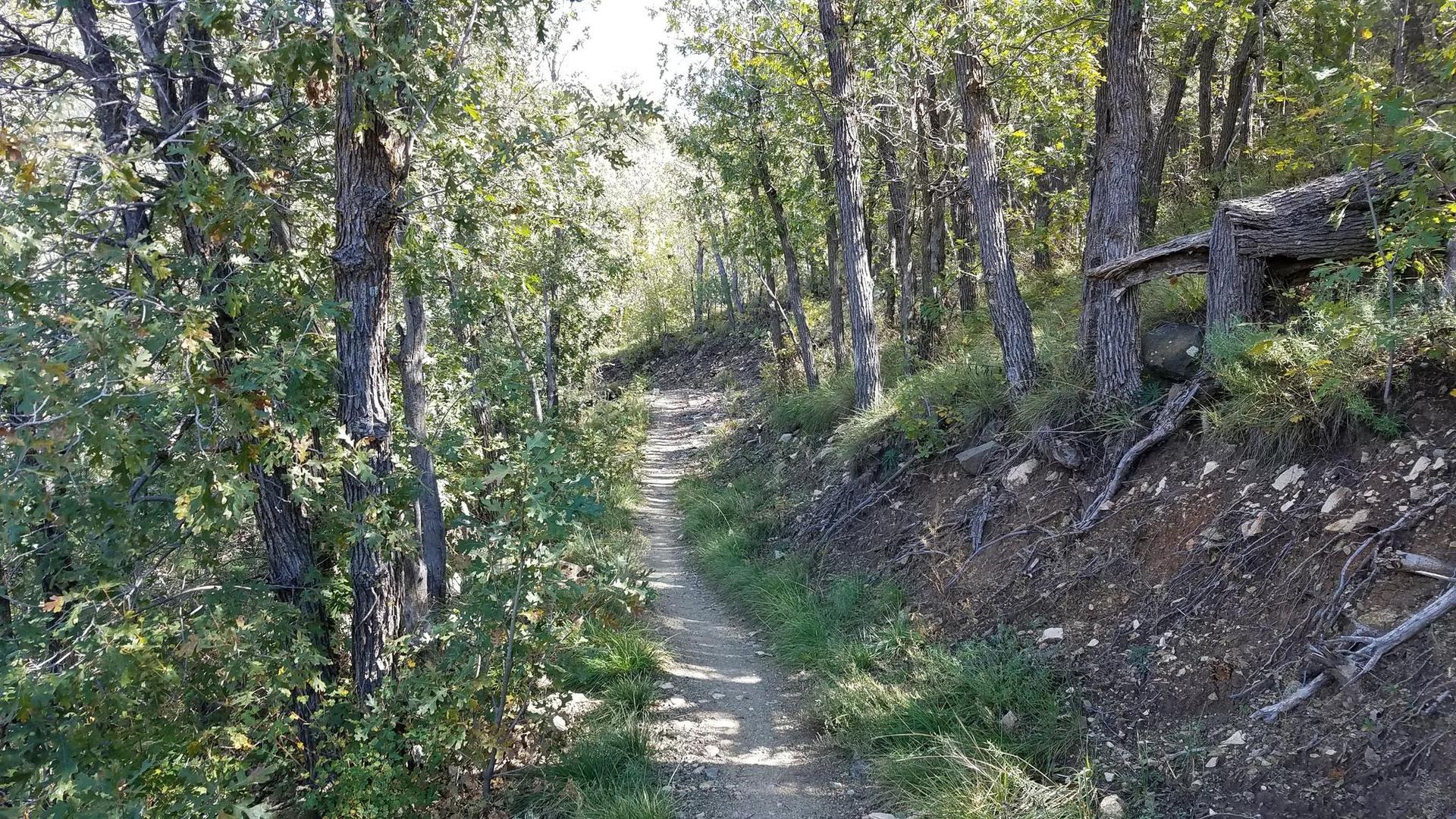 Narrow dirt trail winding through a sun-dappled, dense green forest.