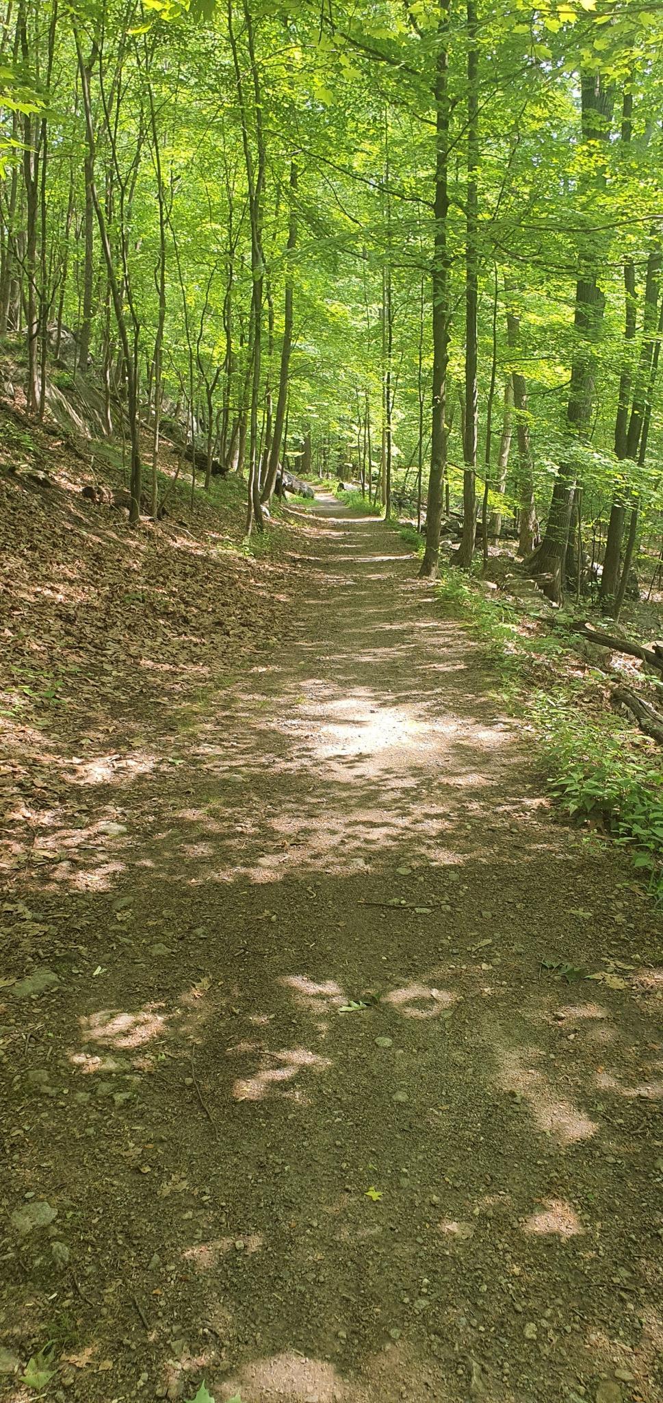 Shaded dirt path winding through a dense, sunlit green forest.