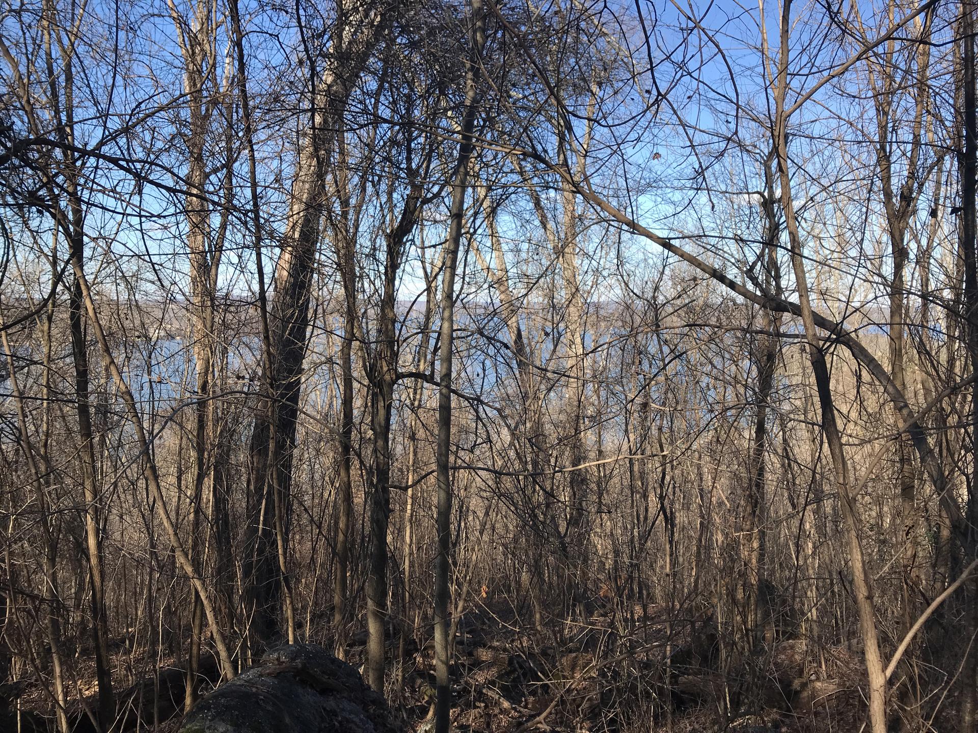 Dense bare trees in a forest with a large body of water visible beyond.