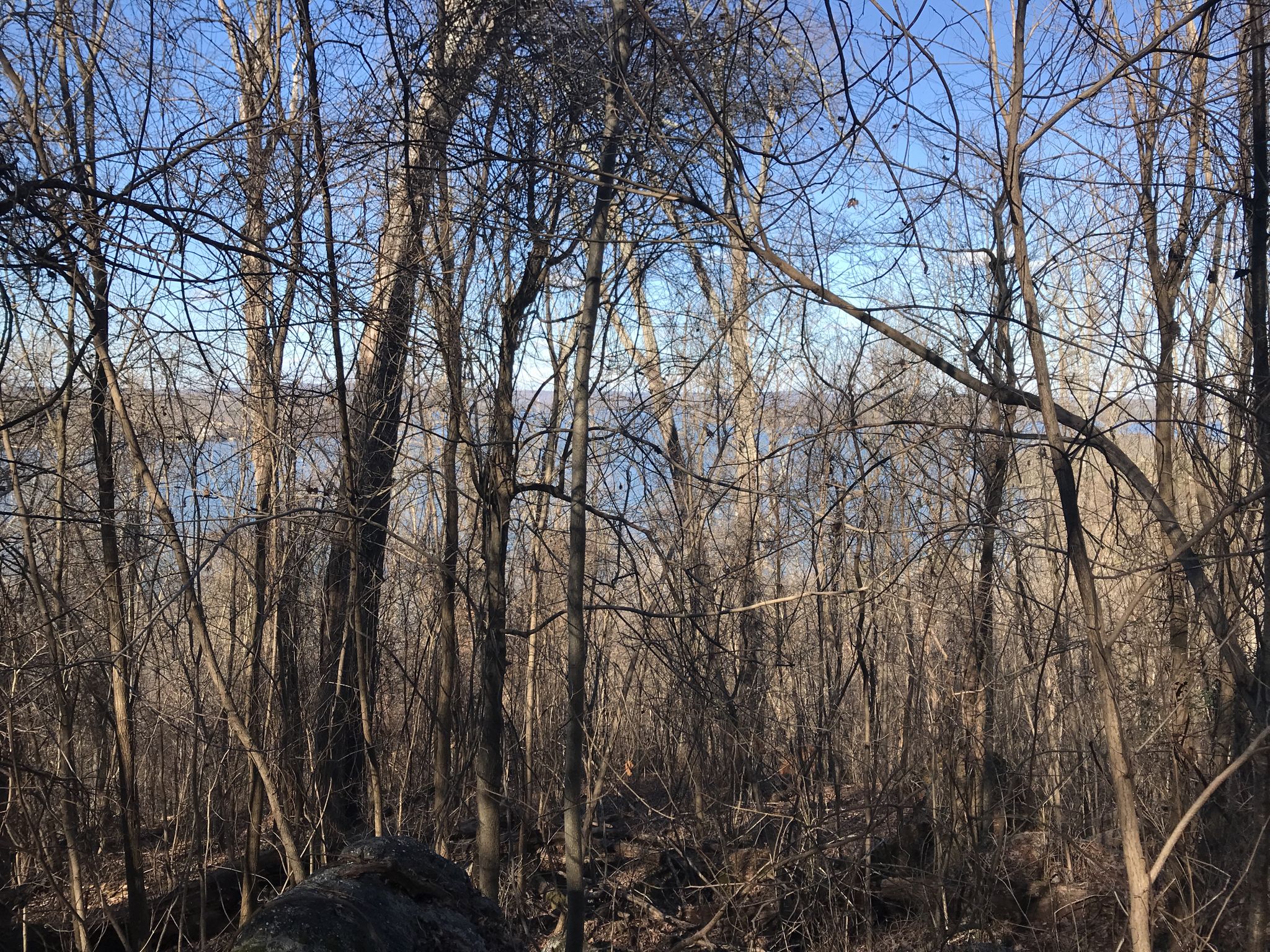 Dense bare trees in a forest with a large body of water visible beyond. - Ellenburg Mountain – Downhill Section loop from Lake Guntersville State Park Ramp