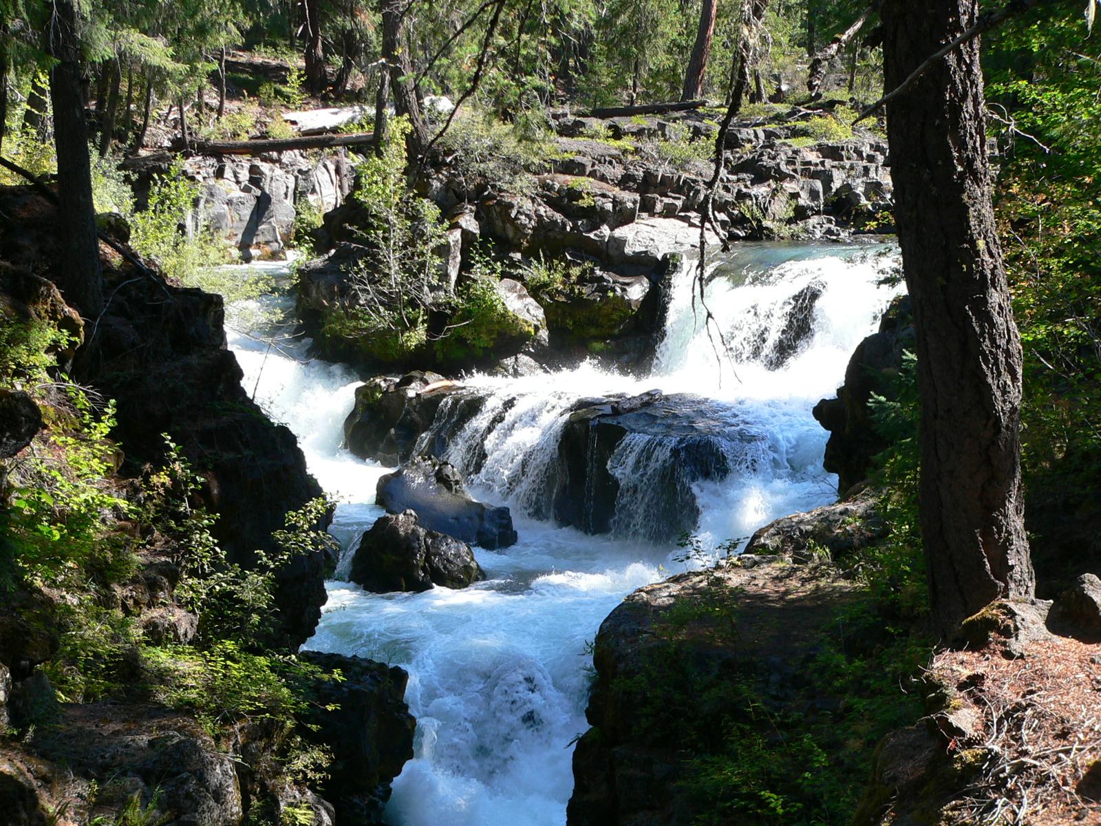 A powerful river cascades over rocks through a dense, sunlit forest.