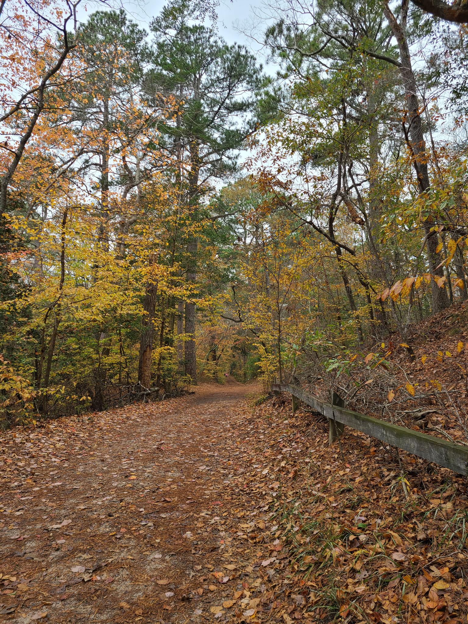 A leaf-covered dirt path winds through a forest with vibrant autumn foliage under diffused light.