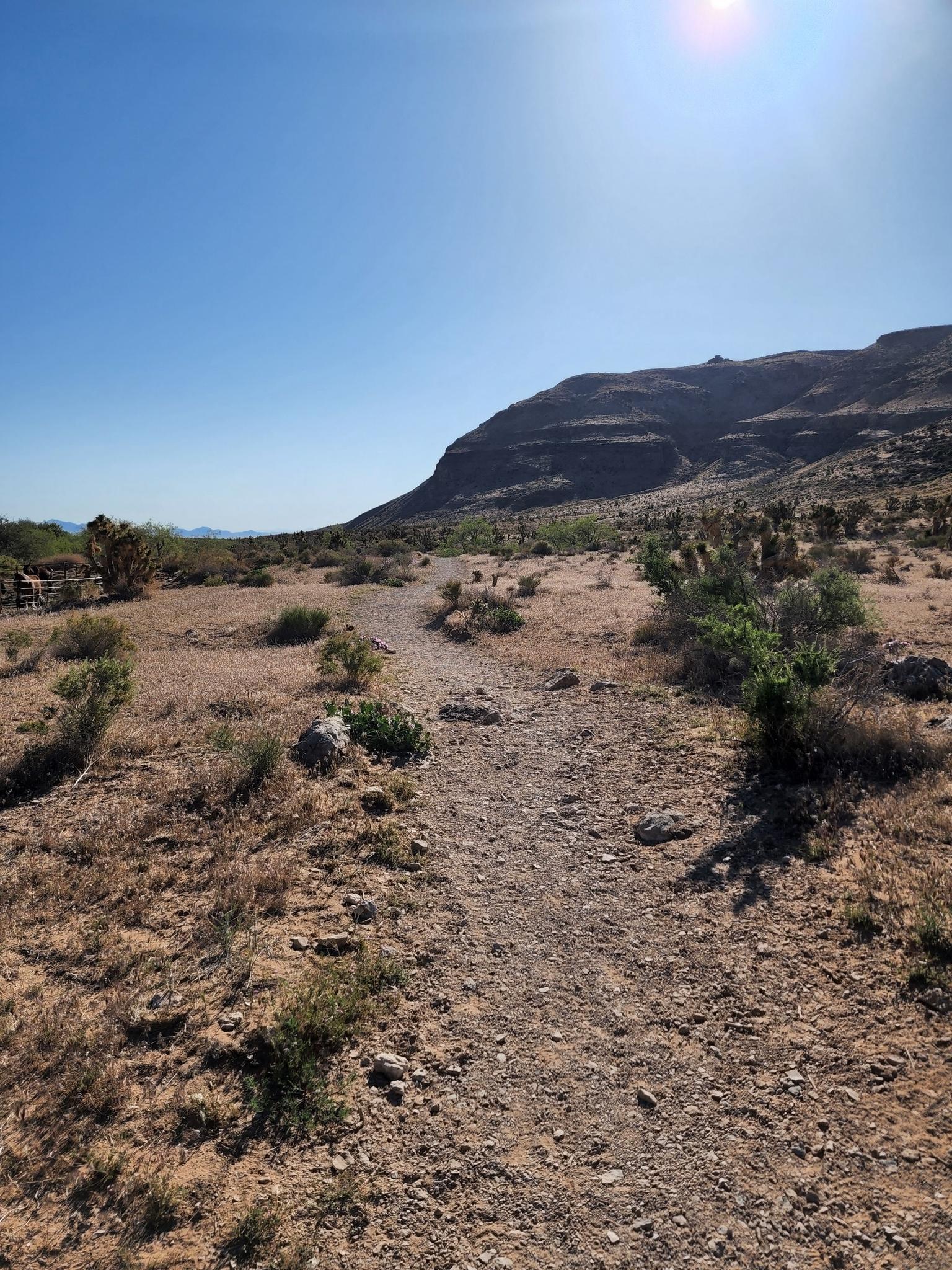 A desert path winds towards a large mountain under a bright sunny sky.