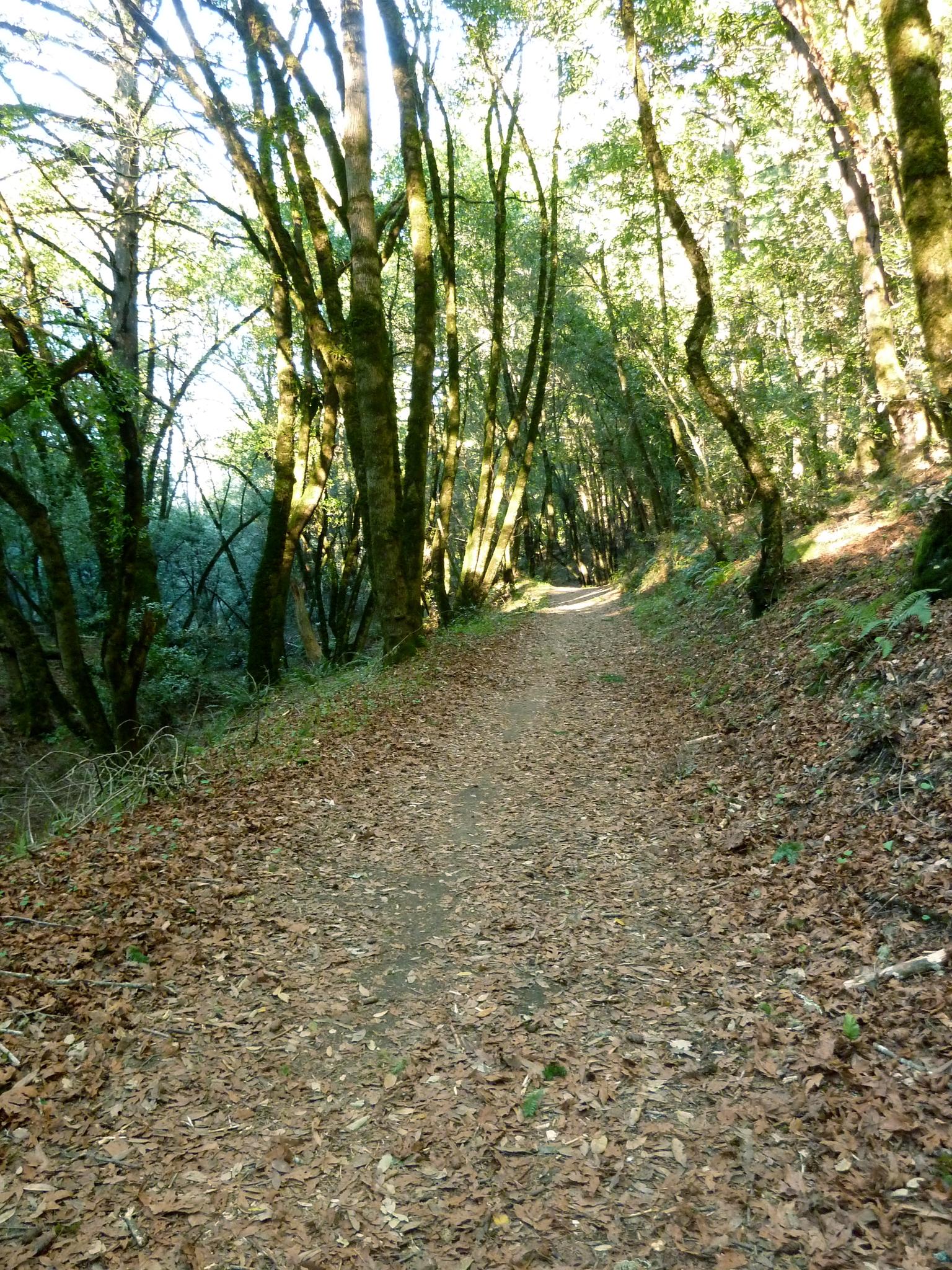 Shaded dirt path winding through a forest with tall, slender trees.