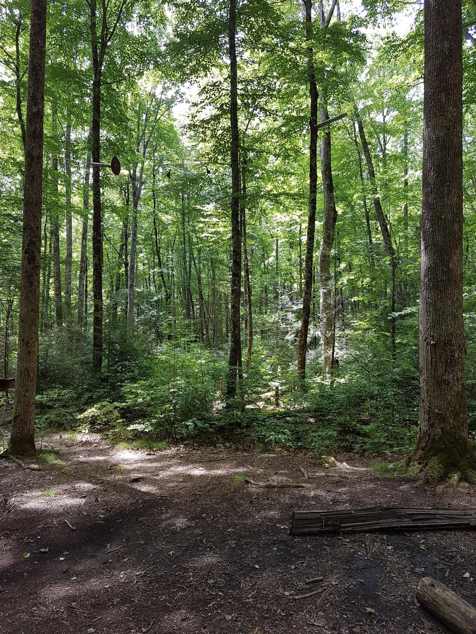 A sunlit forest clearing with tall trees and green undergrowth.