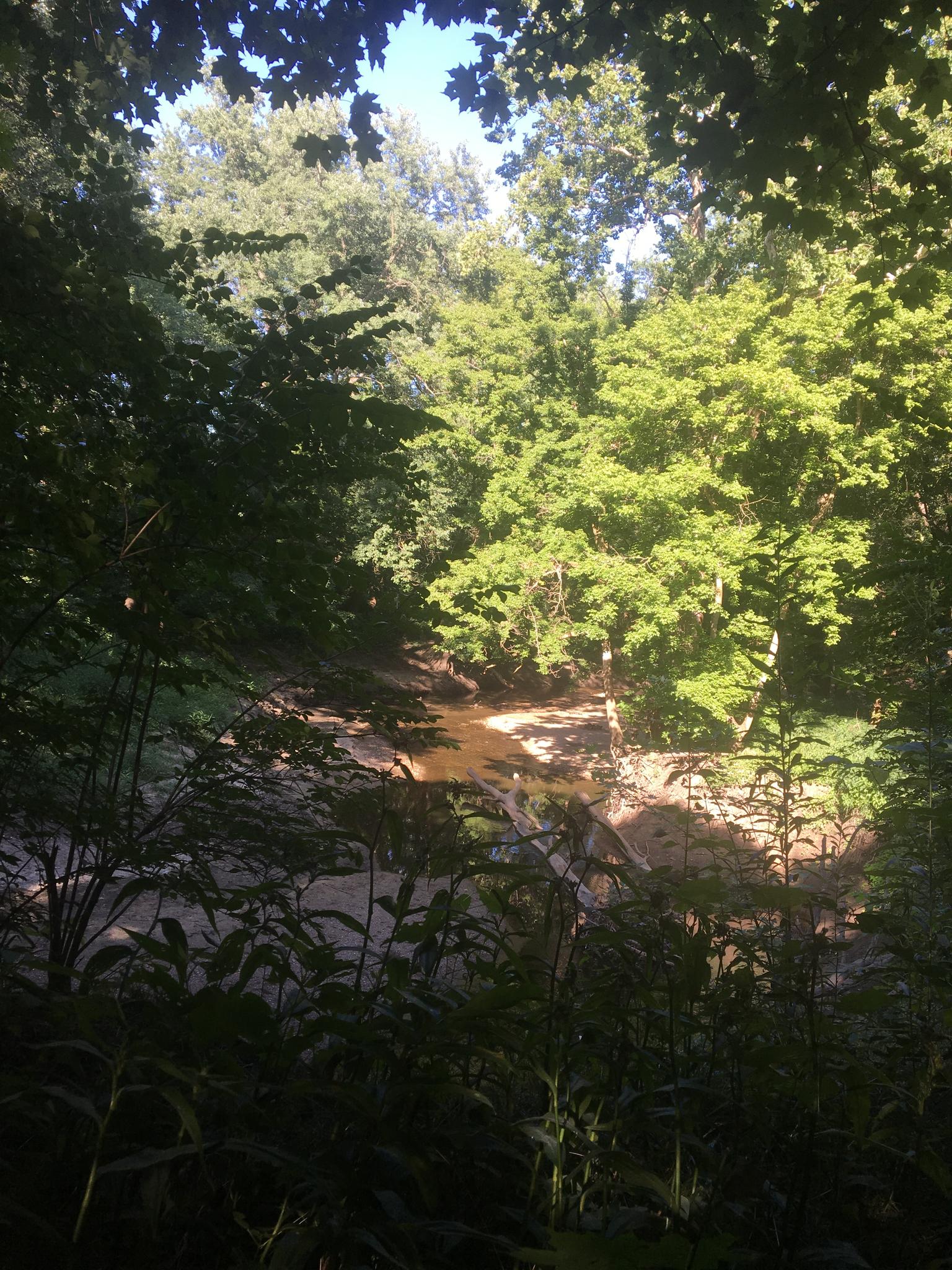 A sunlit stream winding through a dense, green forest with dappled light.