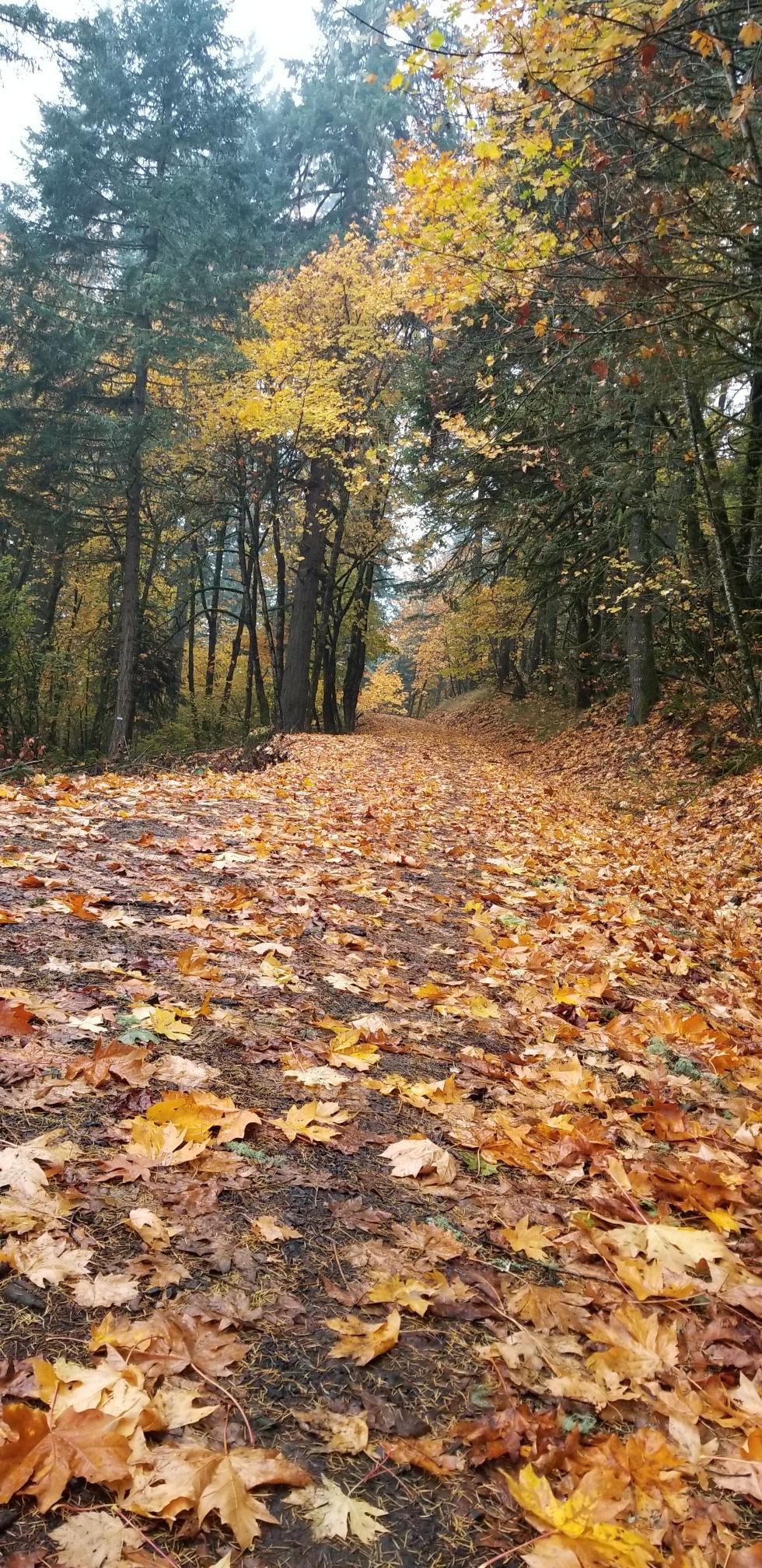 Forest path covered in vibrant yellow and orange autumn leaves.
