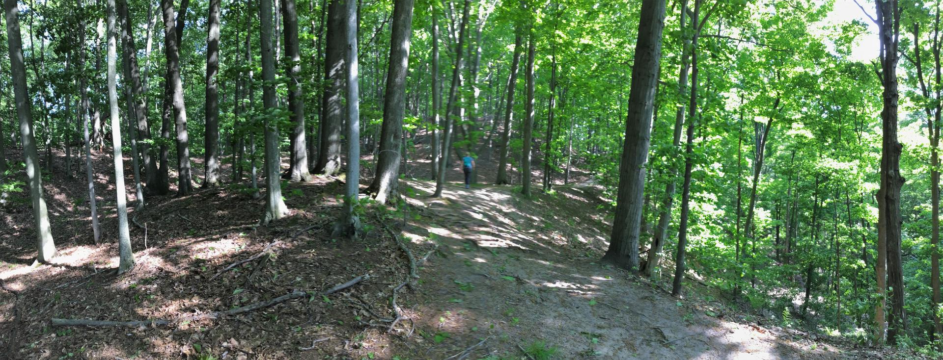 A person walks on a sun-dappled dirt path through a dense green forest.
