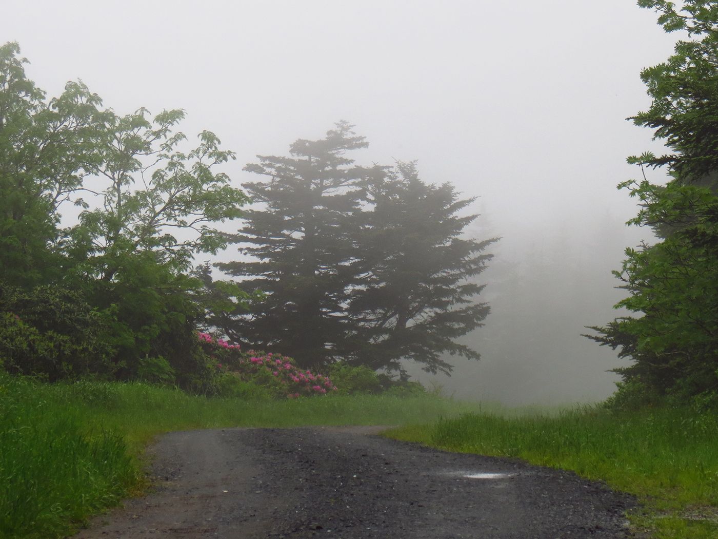 Gravel road disappearing into dense fog, flanked by trees and green grass. - Carvers Gap to Roan High Bluff via Appalachian Trail