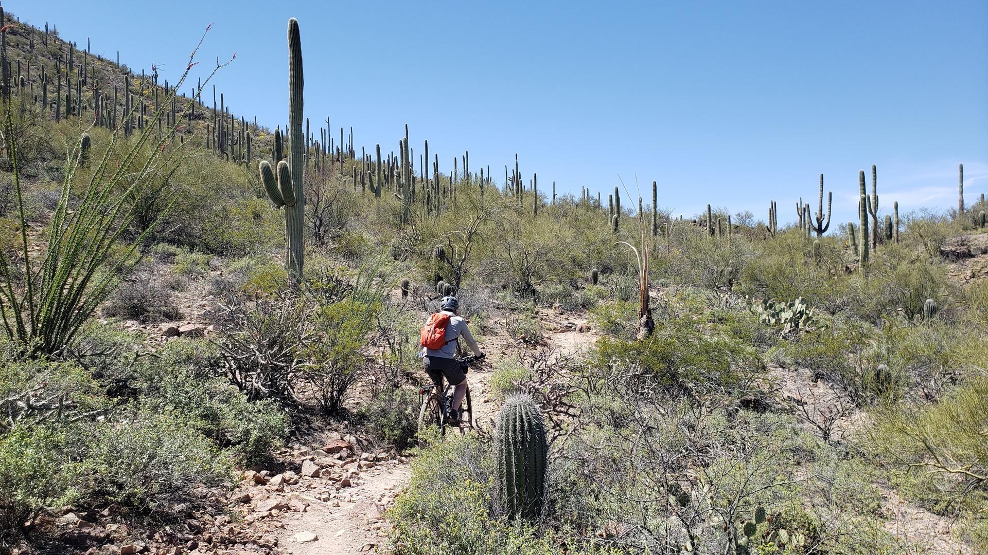 A person mountain biking on a desert trail surrounded by tall saguaro cacti.