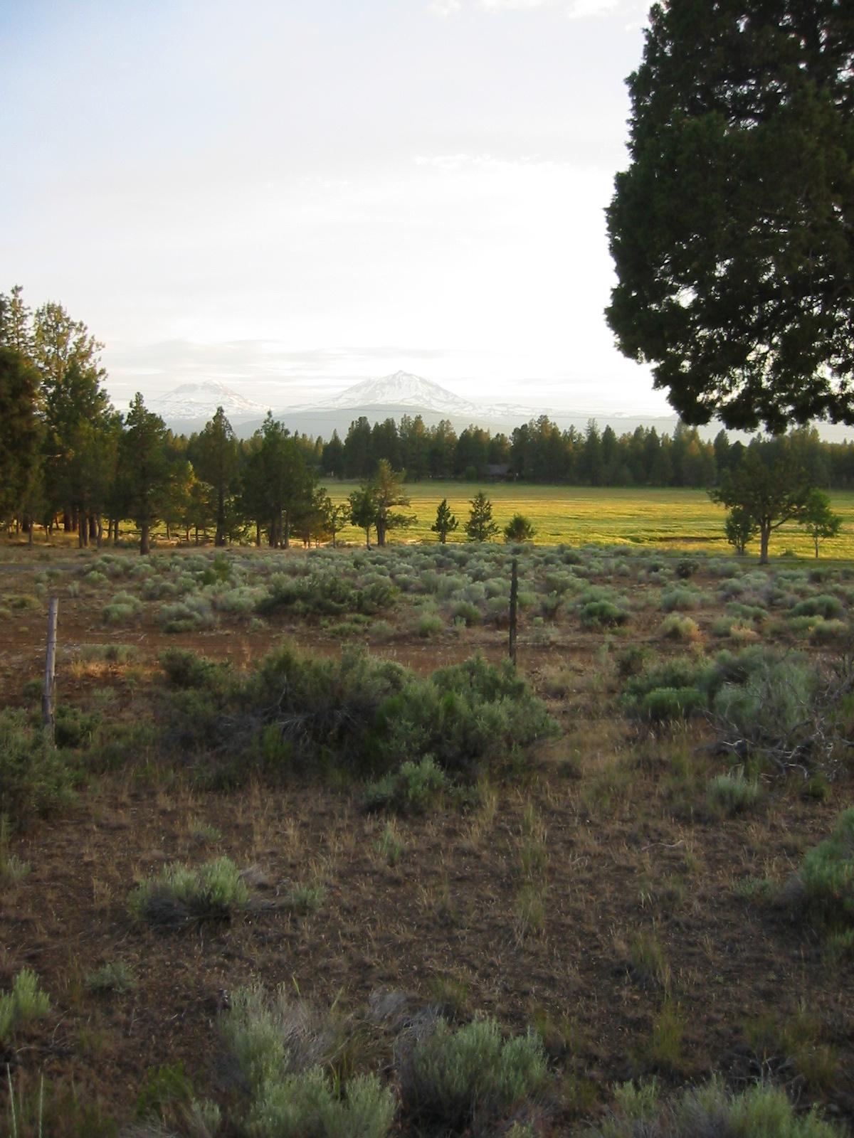 Arid field with distant green meadow, pine forest, and hazy mountains under bright sky.