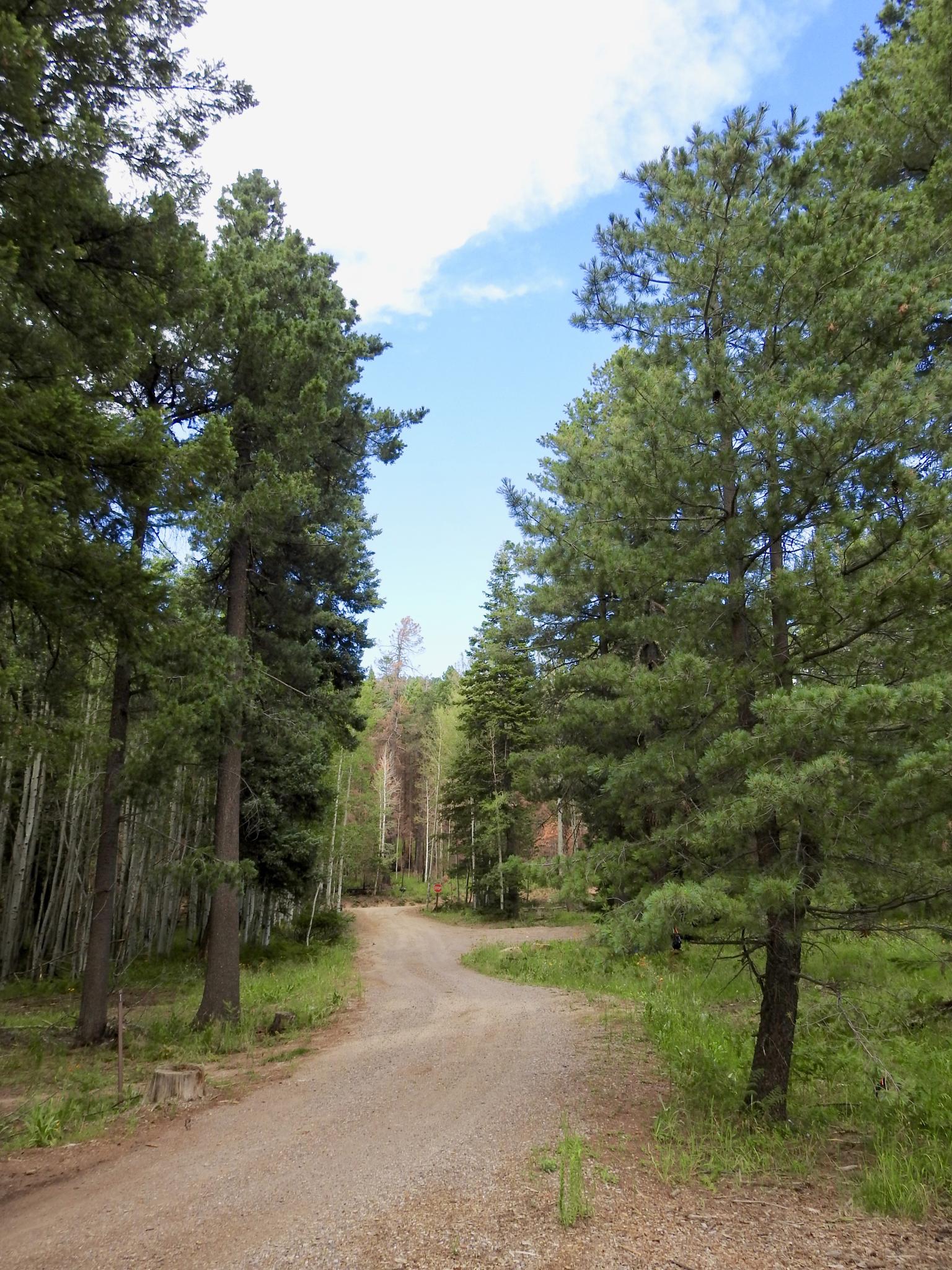 A winding dirt road through a sunlit forest with tall trees and blue sky.