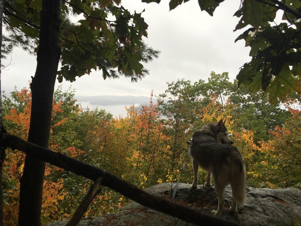 Dog on a rocky overlook gazing at autumn trees and distant water.