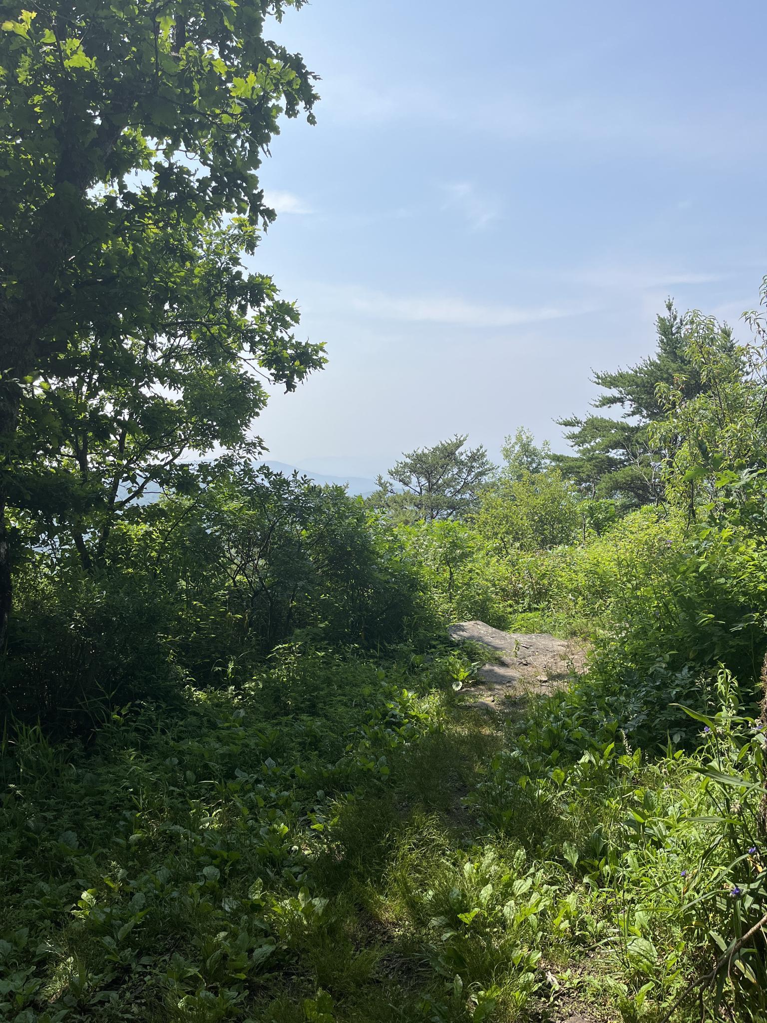 A narrow, overgrown trail winding through dense green forest on a sunny day.