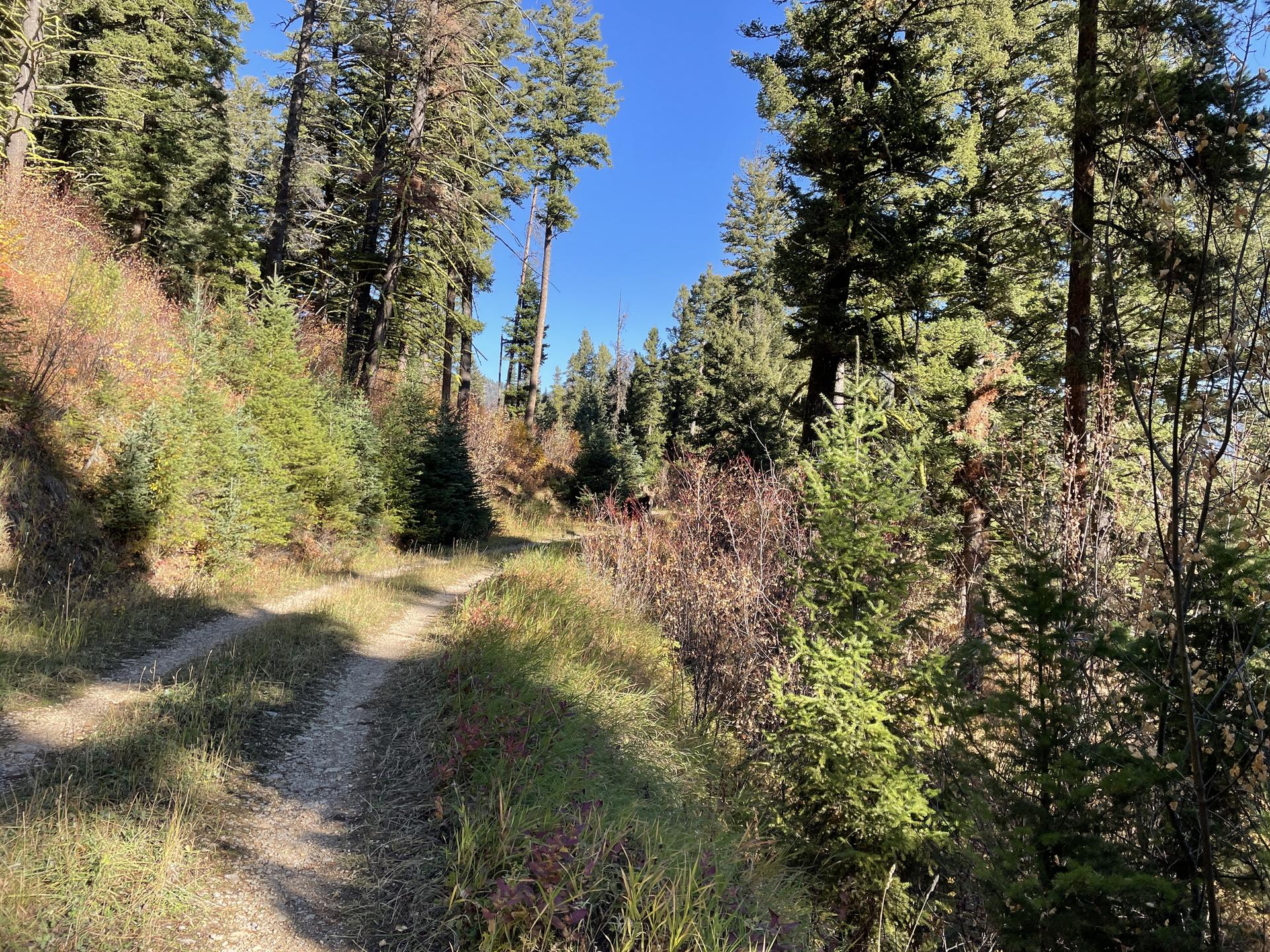 A sunlit dirt path winding through a dense pine forest.