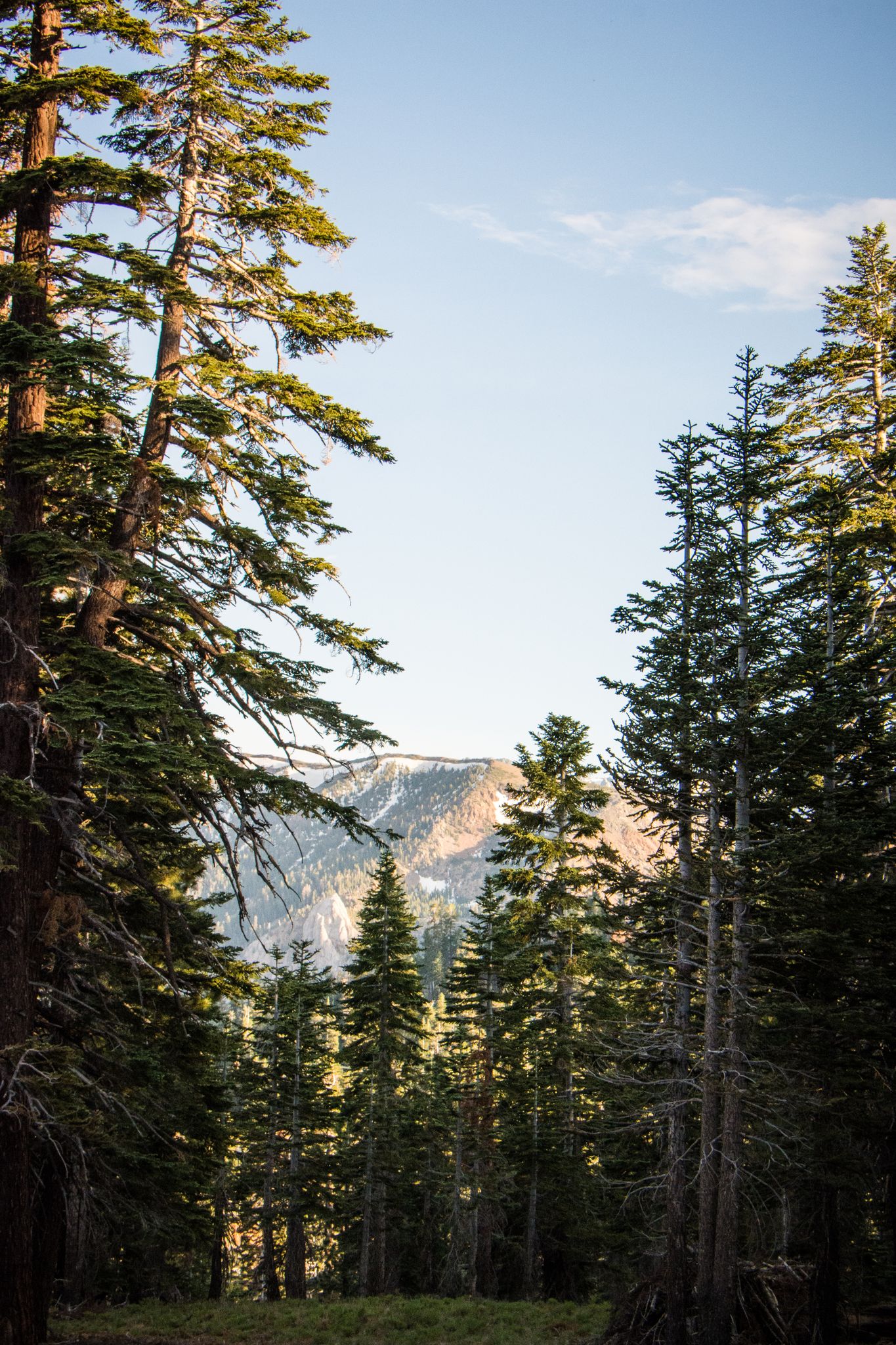 Tall pine trees frame a distant mountain valley under a soft sky. - Village Plaza – Mammoth Scenic Loop loop from Eagle Lodge