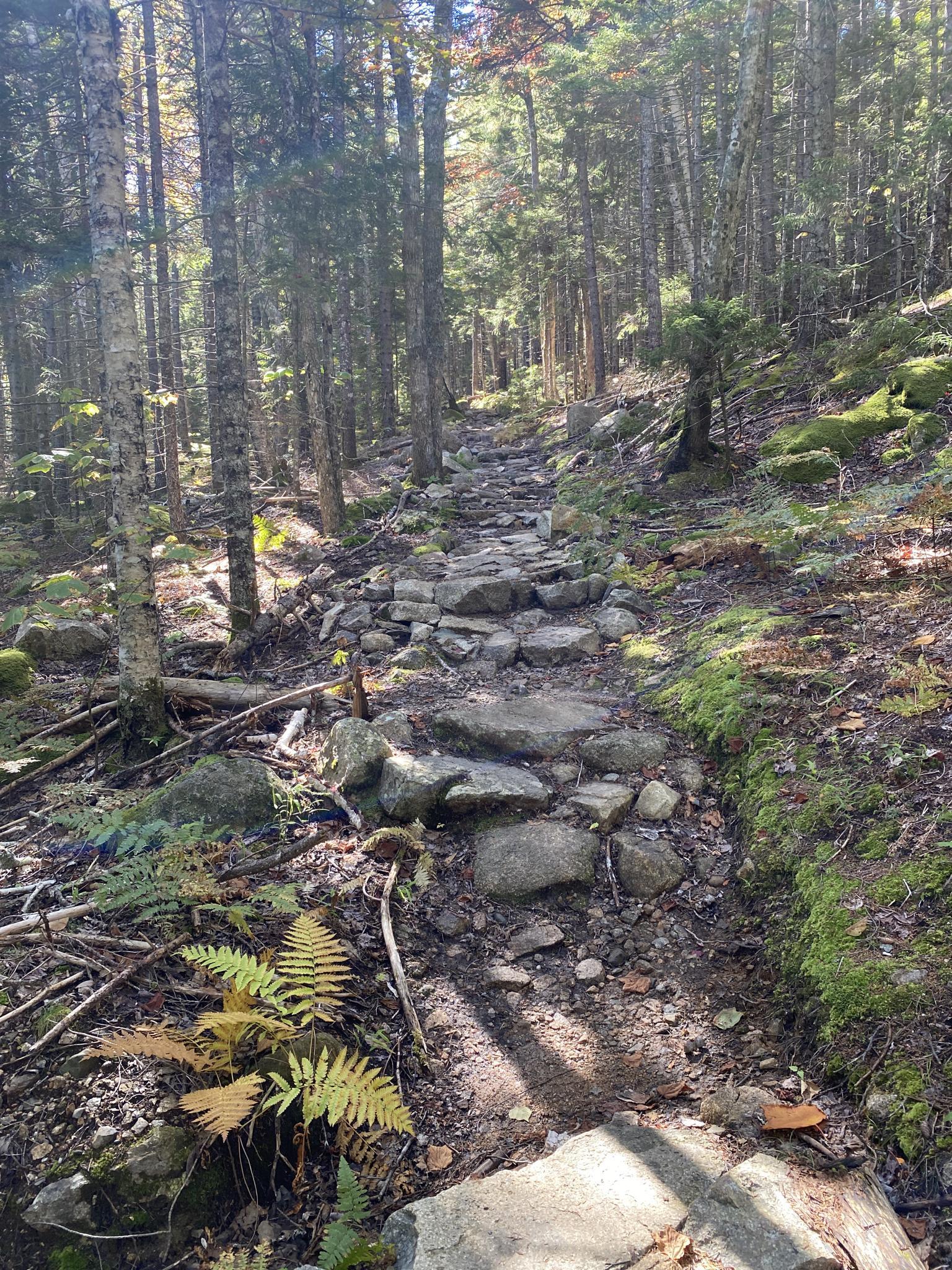 A rocky forest path with ferns and tall trees, illuminated by dappled sunlight.