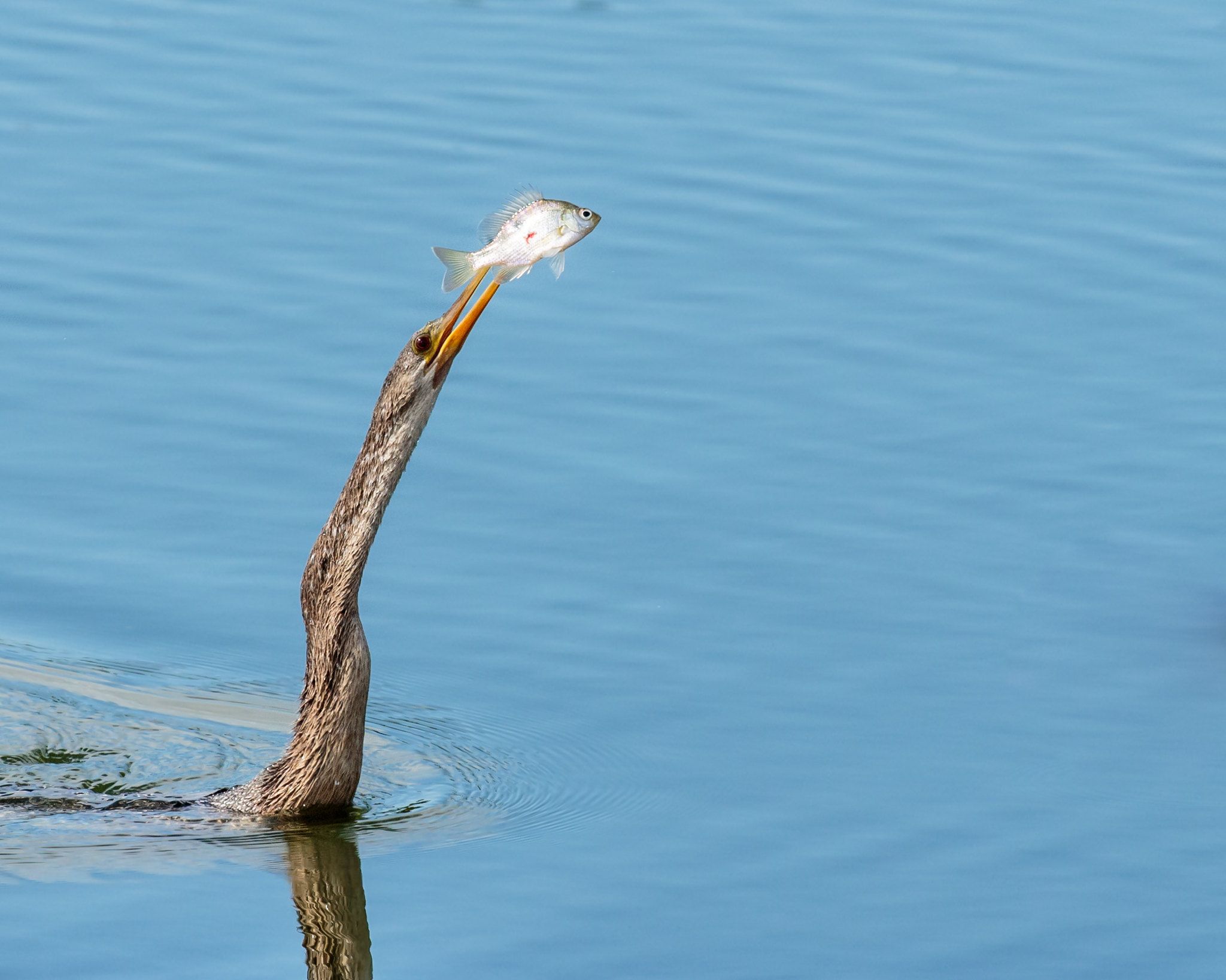 A bird with a fish on its beak in bright, calm blue water. - Lake Avalon Loop